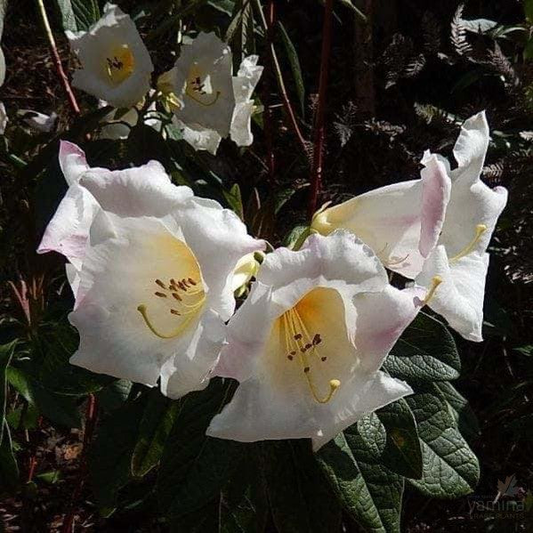 Rhododendron Kallista 1