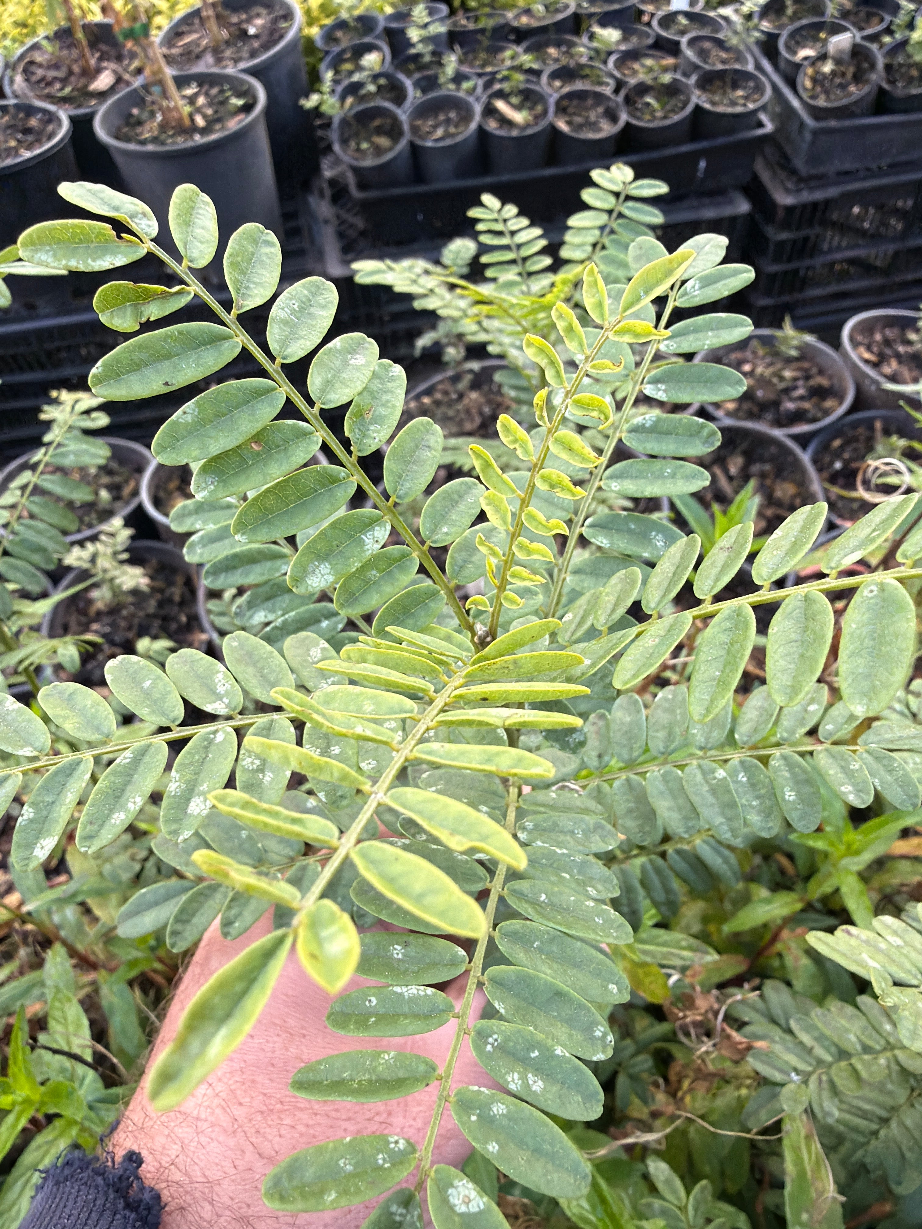 A close-up of a green leafy plant with pinnate compound leaves held by a hand, with many potted plants visible in the background.