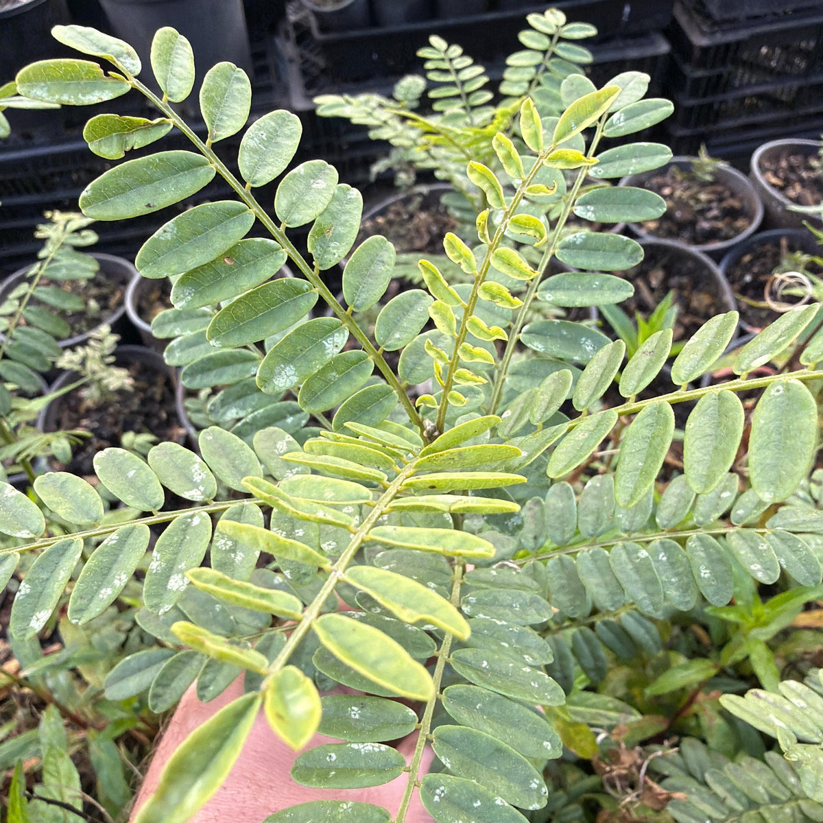 A close-up of a green leafy plant with pinnate compound leaves held by a hand, with many potted plants visible in the background.