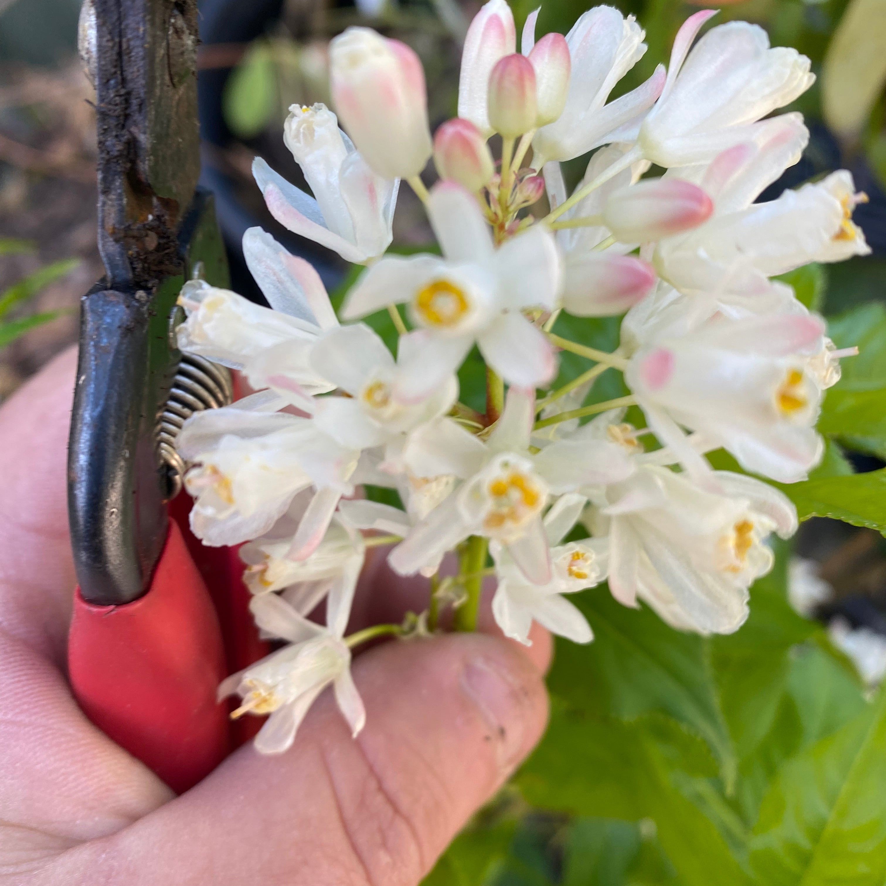 Staphylea holocarpa-3