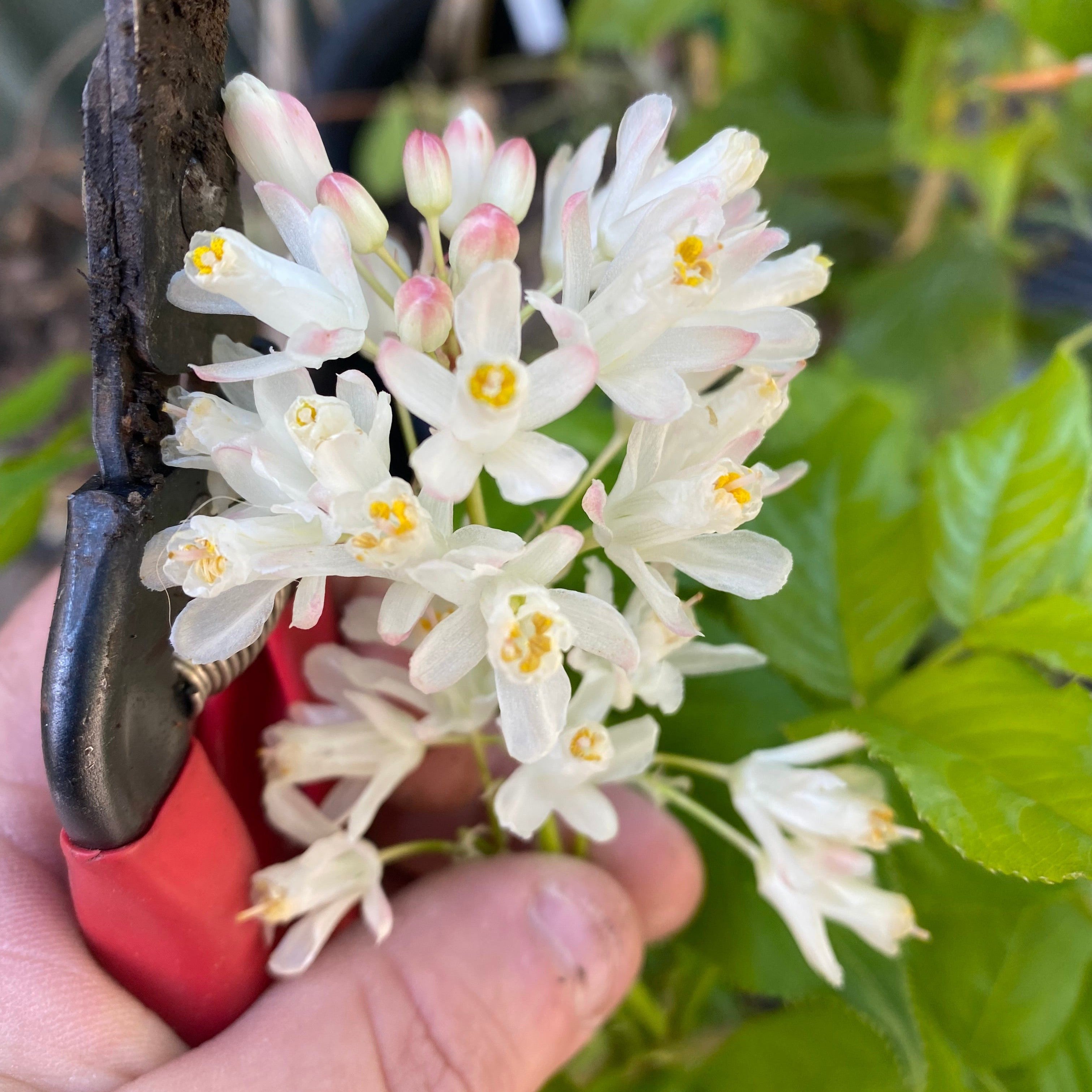 Staphylea holocarpa-4