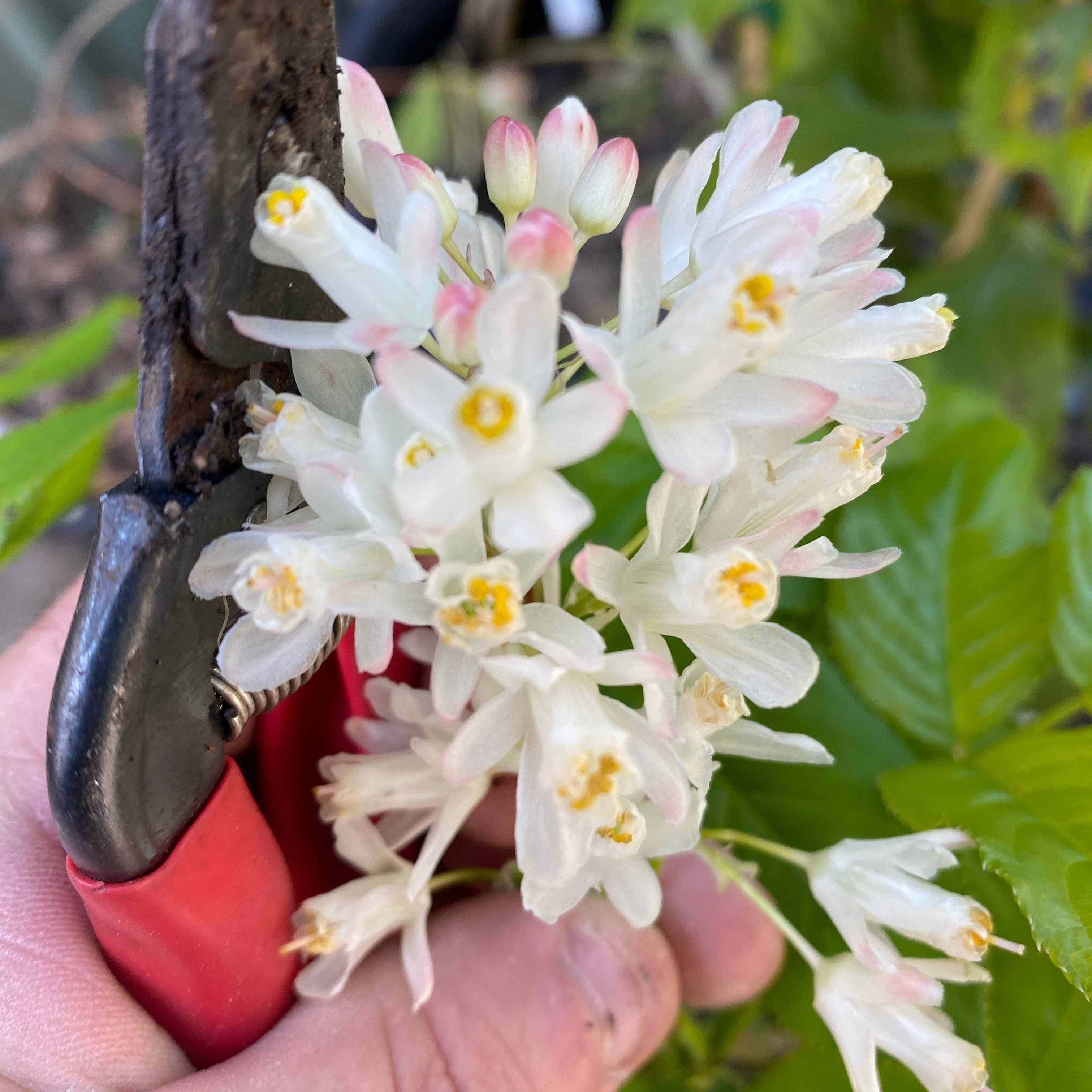 Staphylea holocarpa-6