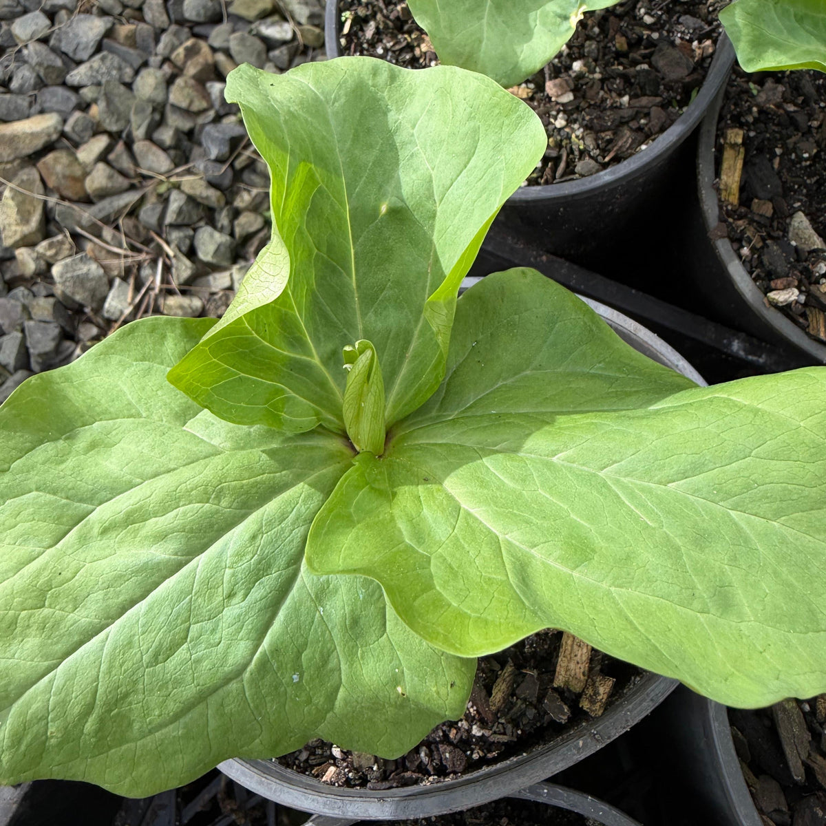 Trillium chloropetalum