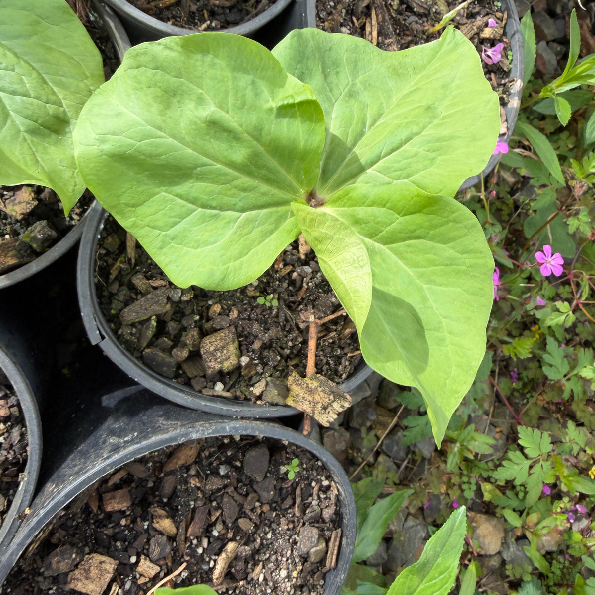Trillium chloropetalum