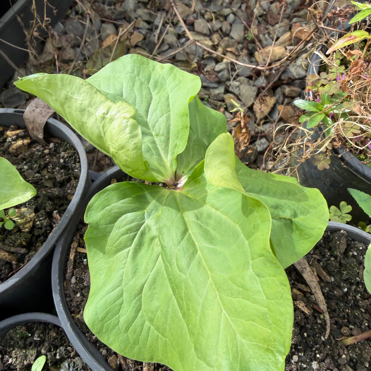 Trillium chloropetalum
