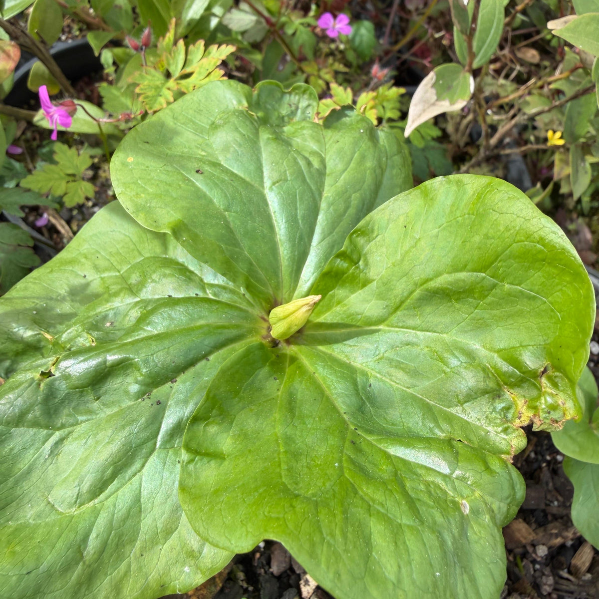 Trillium chloropetalum