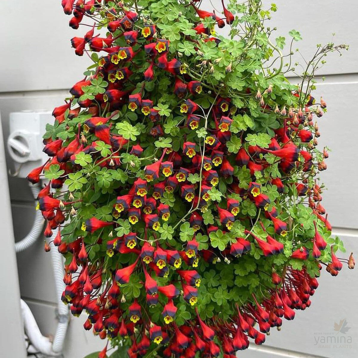 Tropaeolum tricolor 1