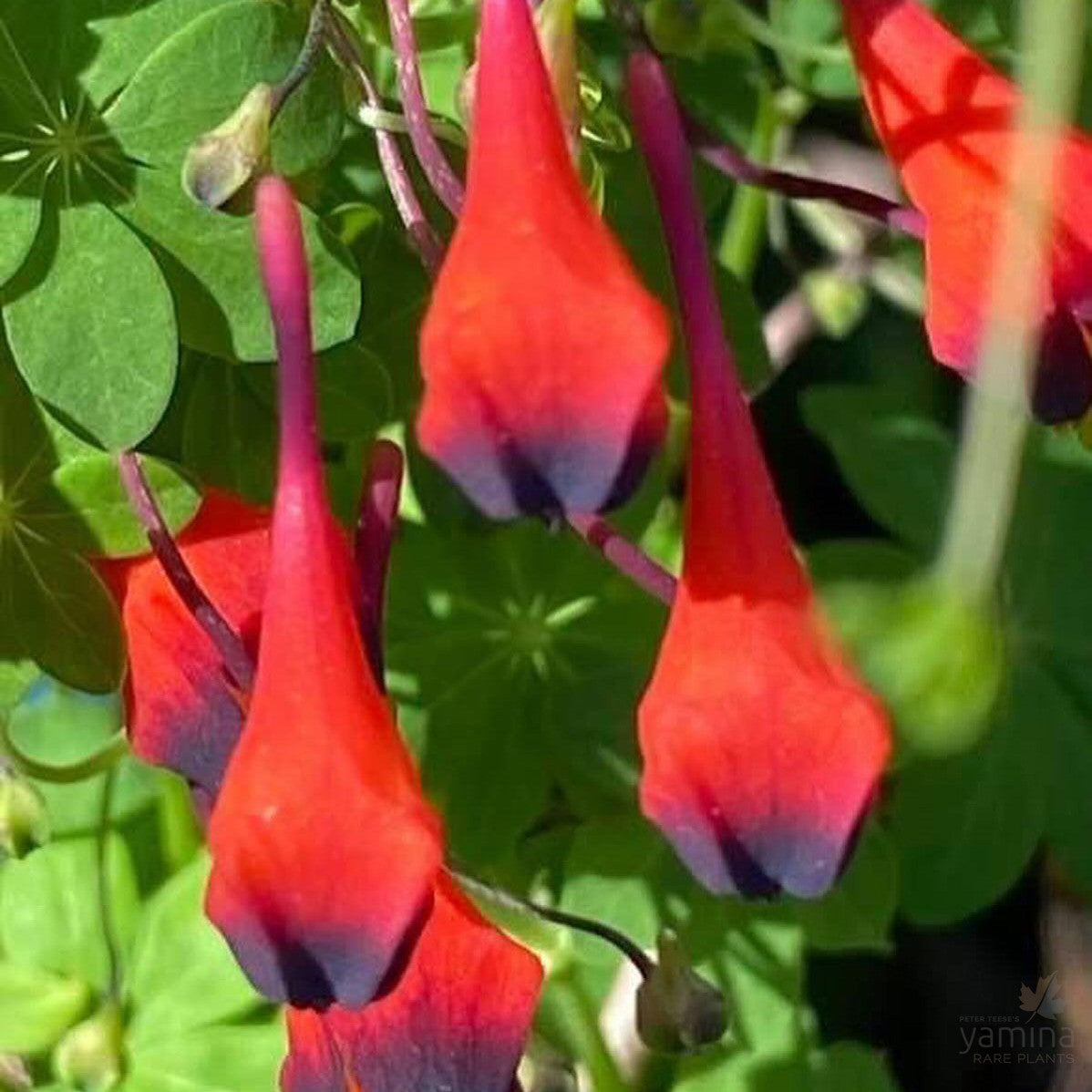 Tropaeolum tricolor 2