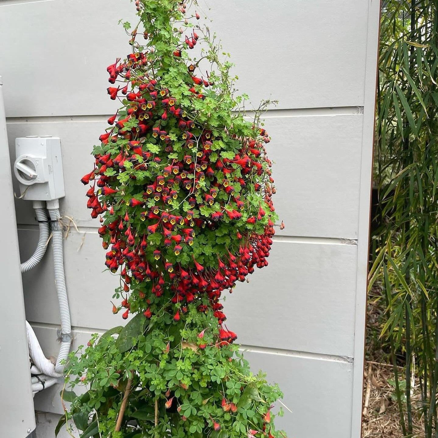 Tropaeolum tricolor 3