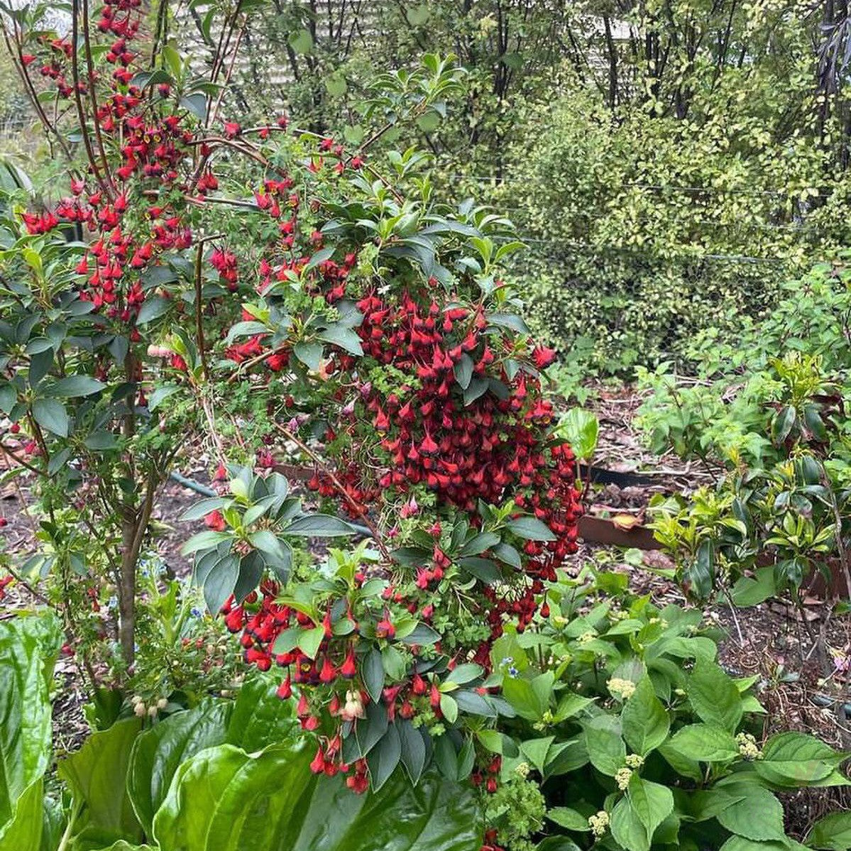 Tropaeolum tricolor 4