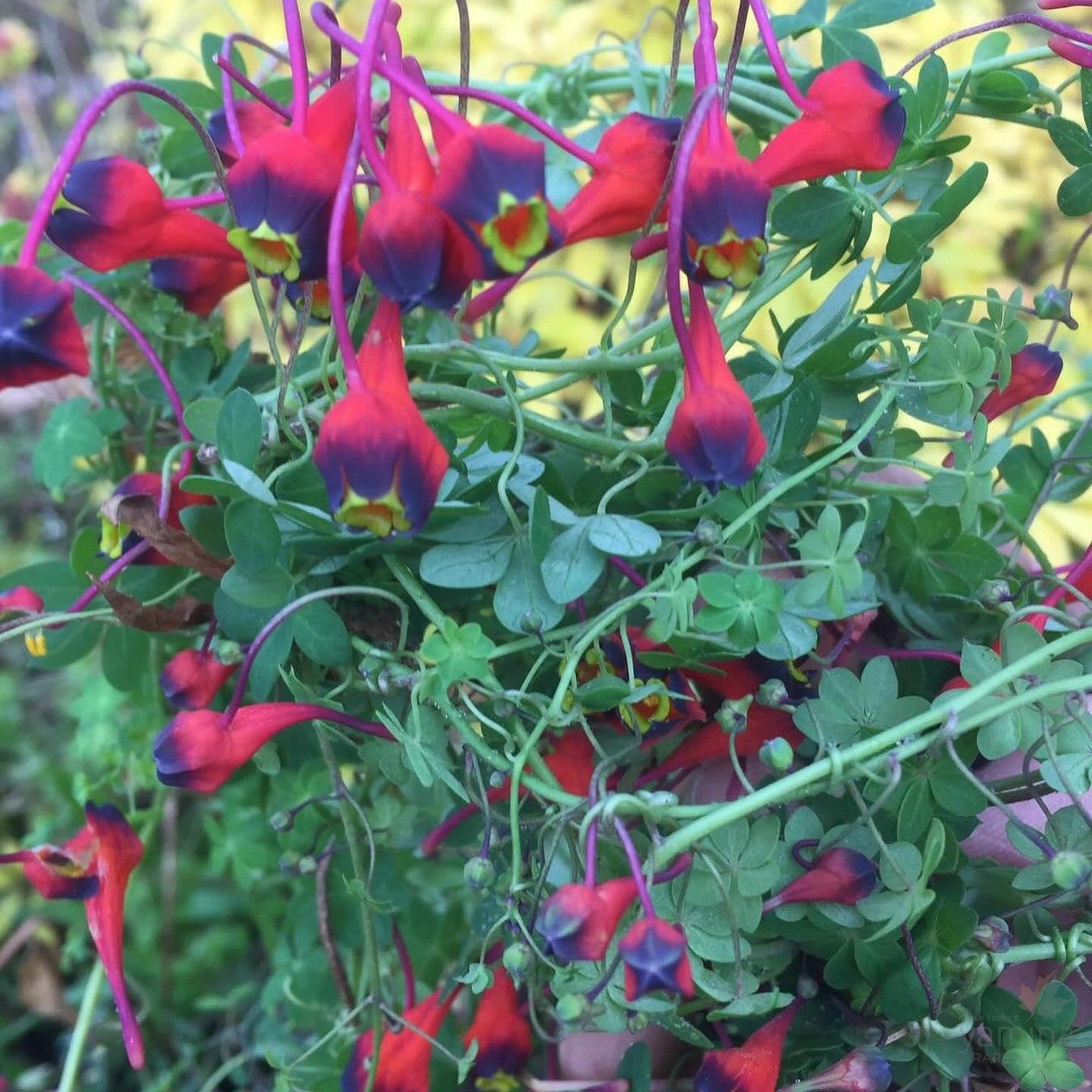 Tropaeolum tricolor 5