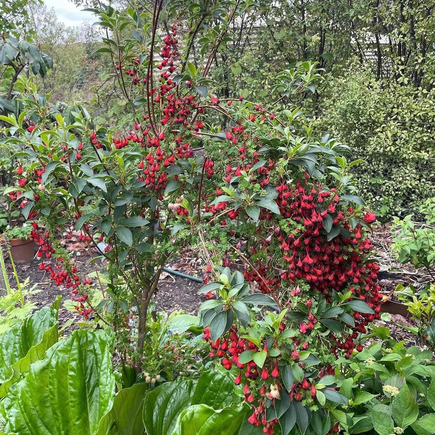 Tropaeolum tricolor 6