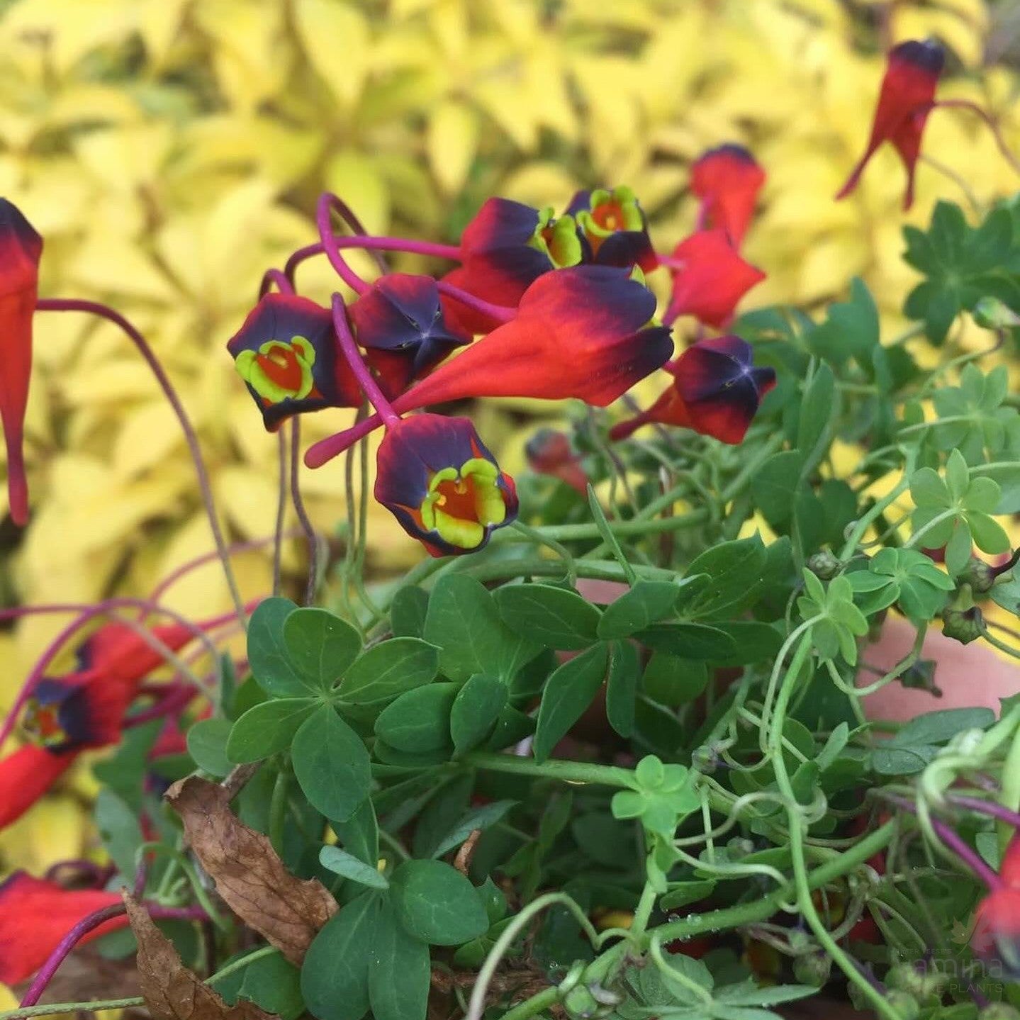 Tropaeolum tricolor 7