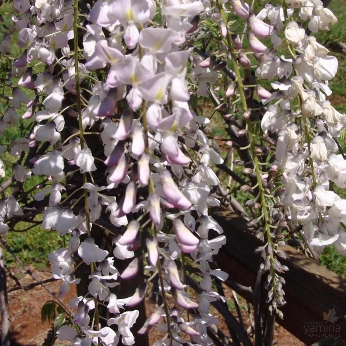 Wisteria floribunda Hon Beni (syn Pink Ice / Carnea)