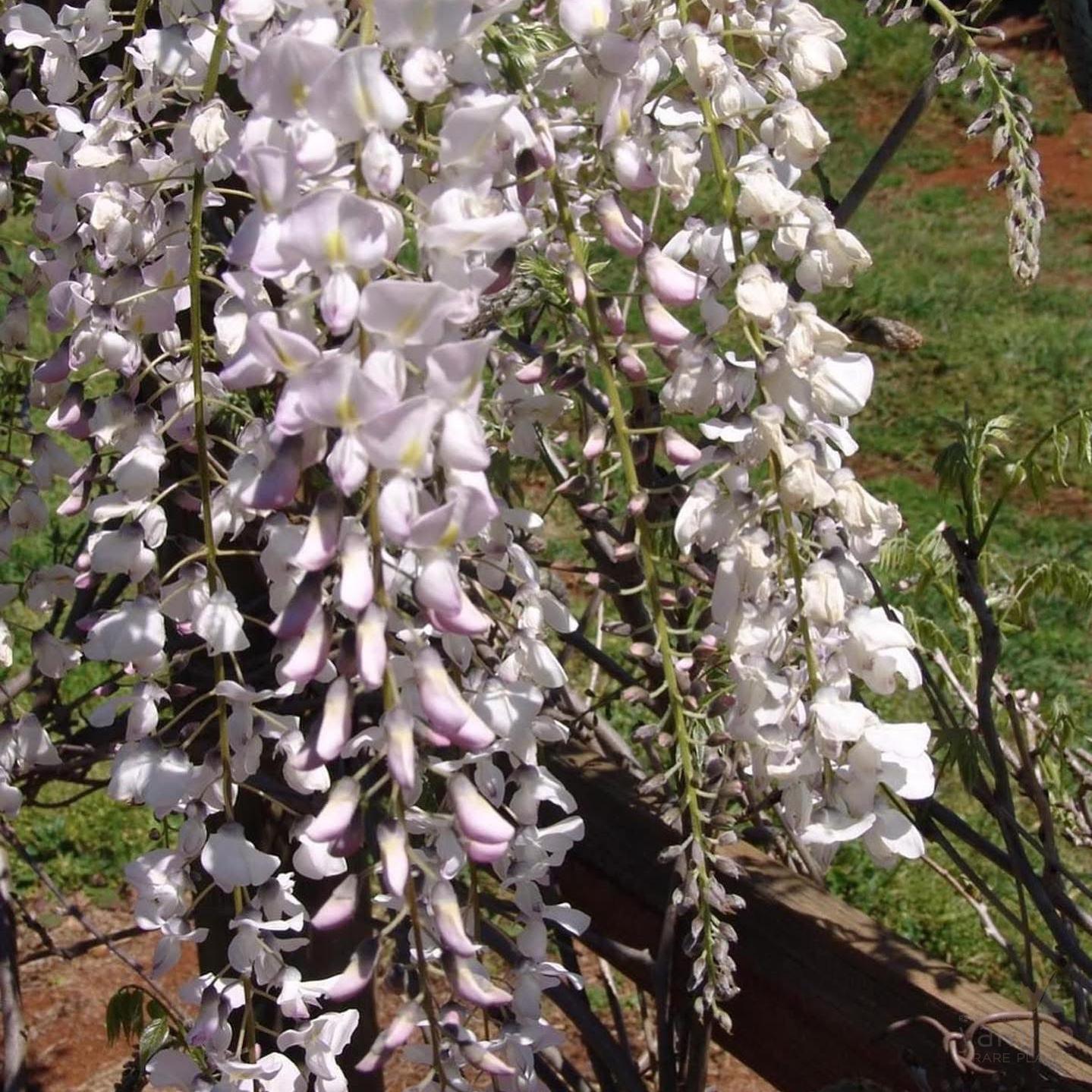 Wisteria floribunda Kuchi Beni (syn Pink Ice / Carnea)