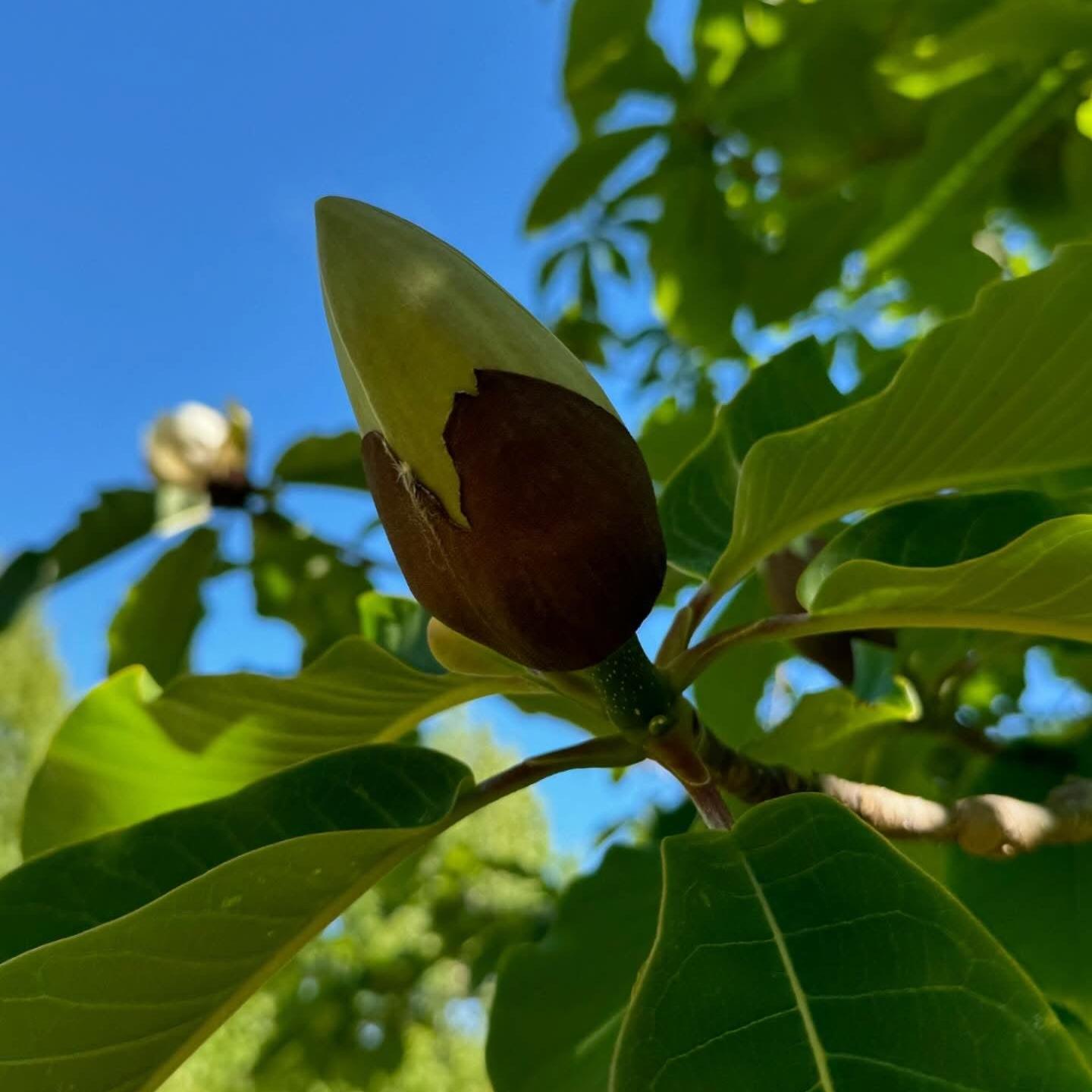 Magnolia obovata
