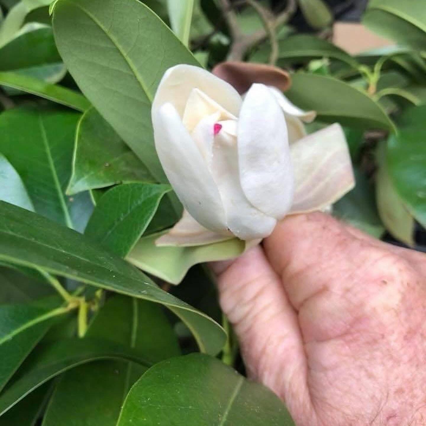Magnolia conifera var. chingii