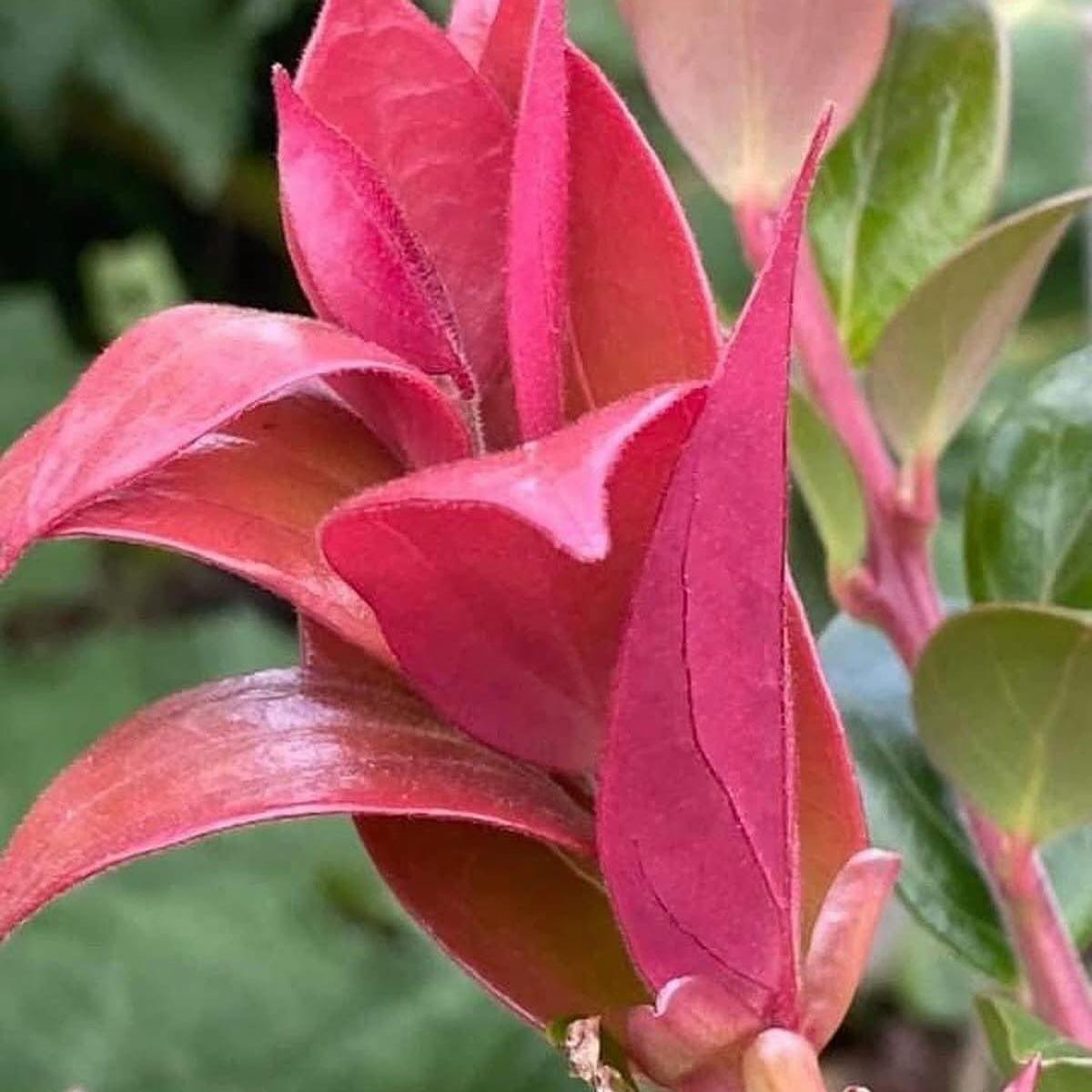 Cavendishia acuminata