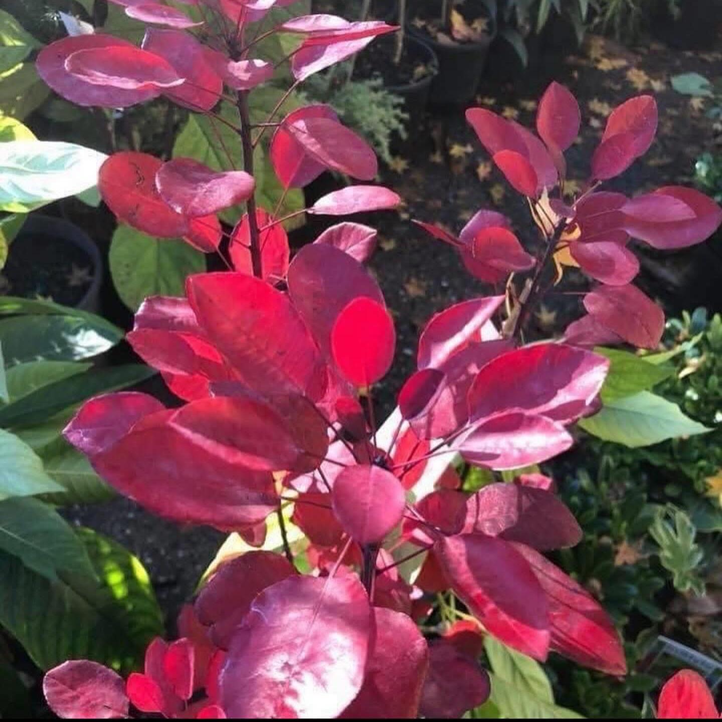 Cotinus Coggygria Dusky Maiden 1