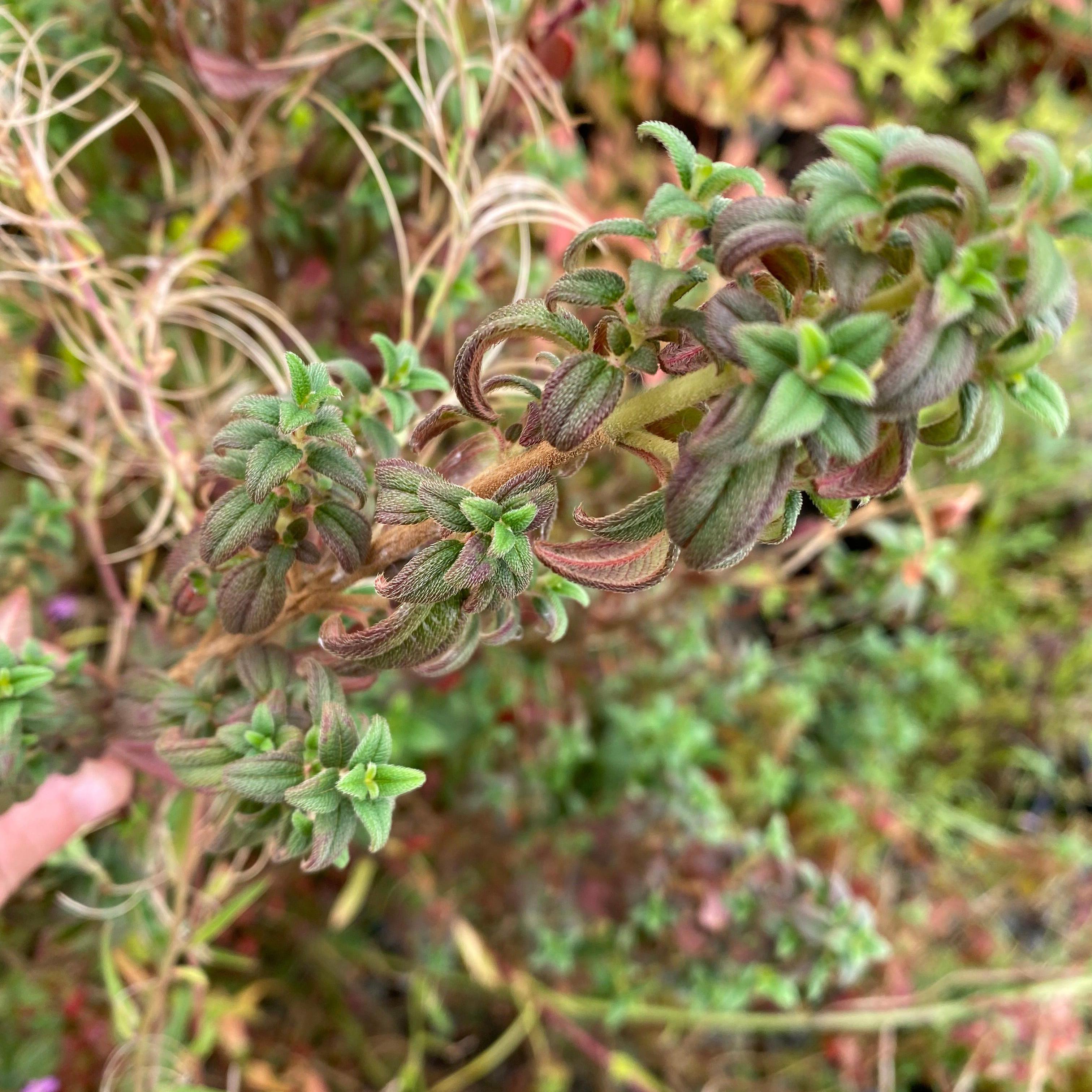 Brachyotum strigosum