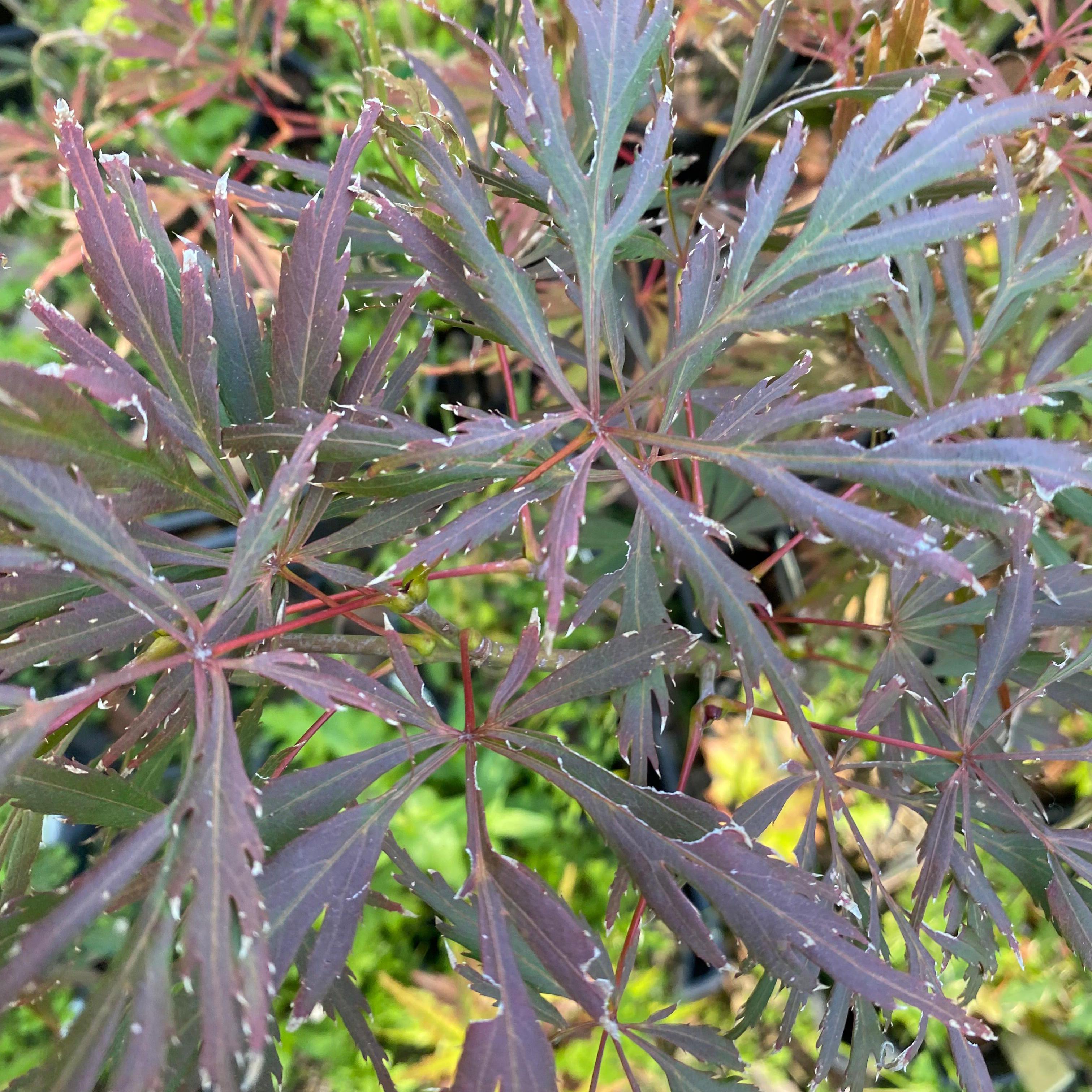 Acer palmatum dissectum Lionheart