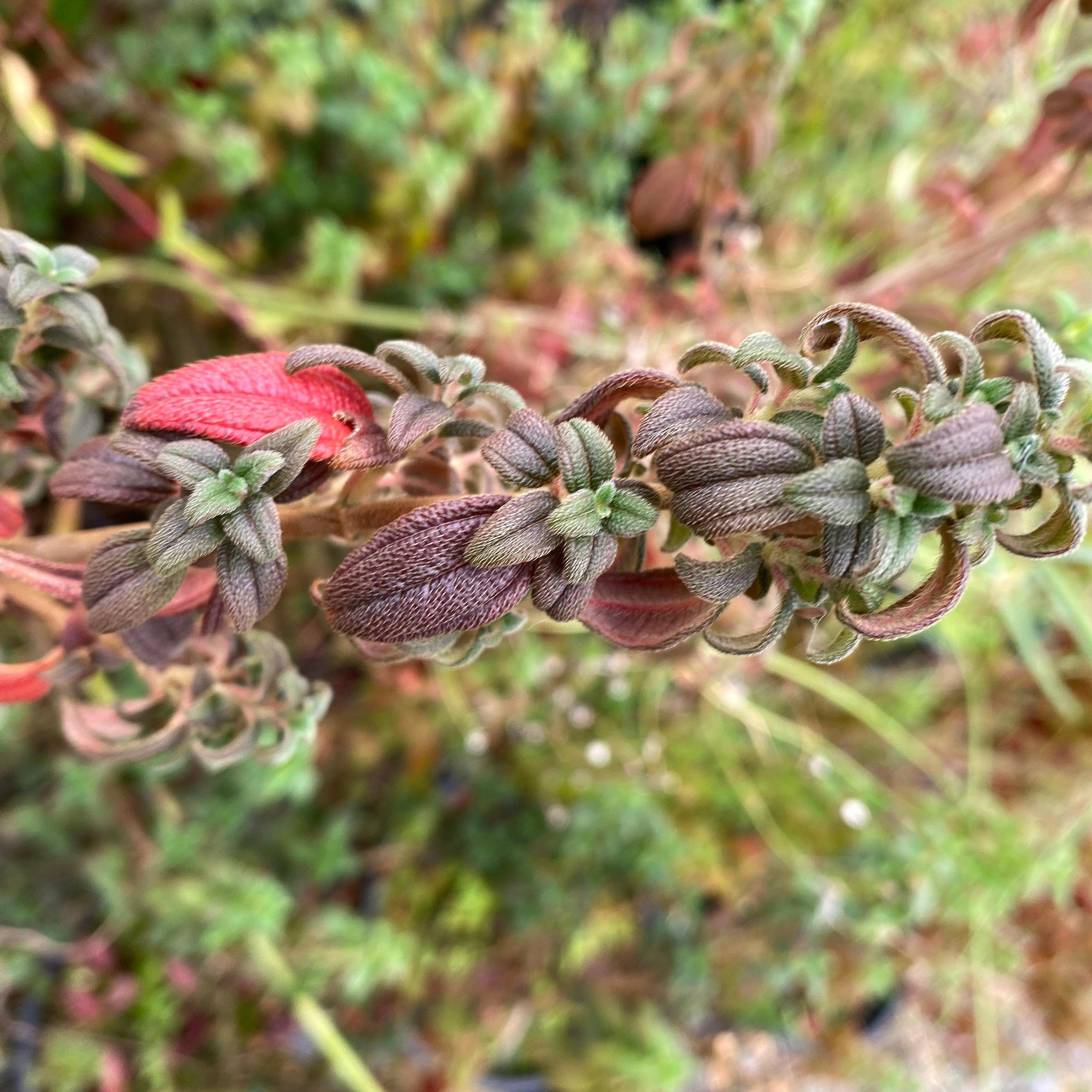 Brachyotum strigosum