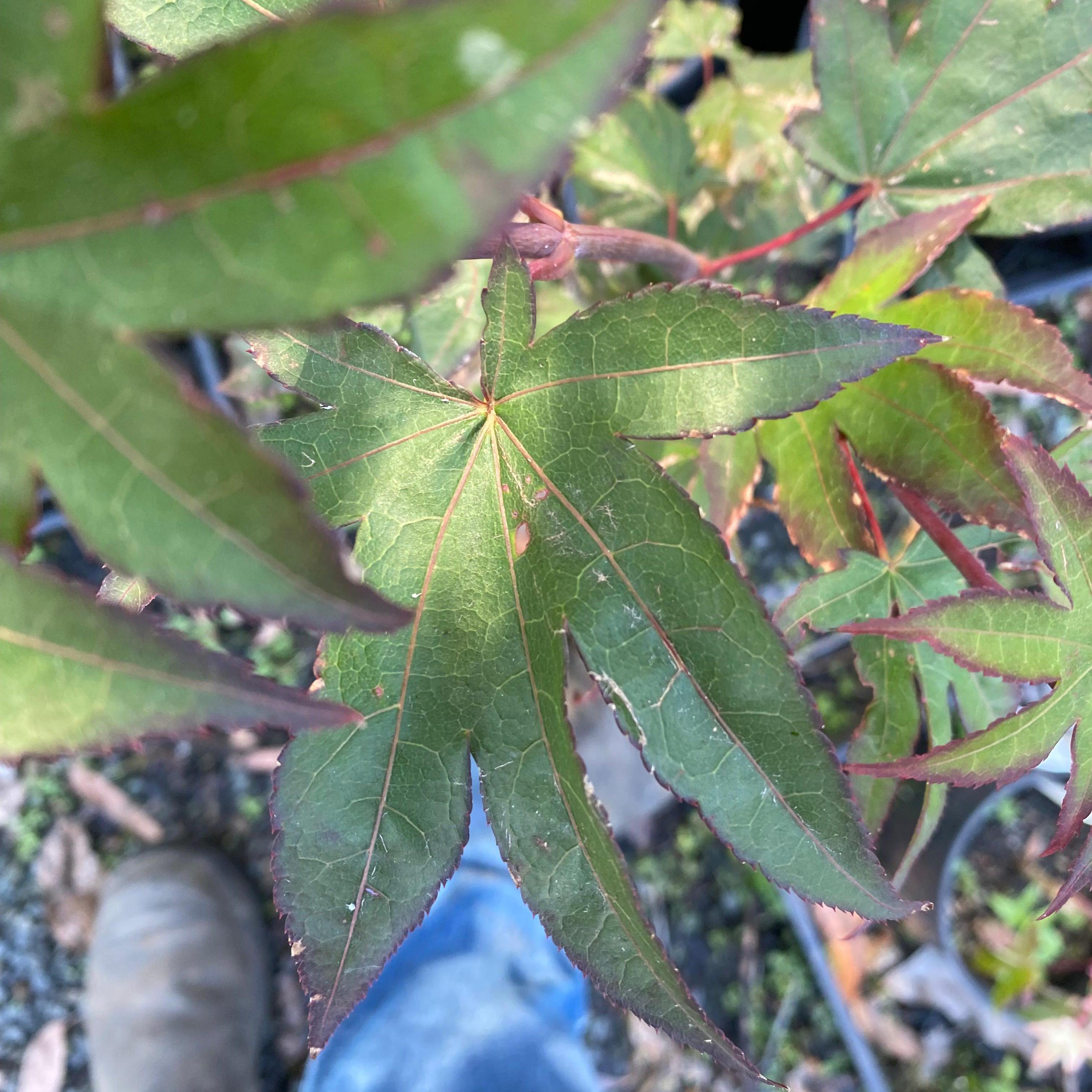 Acer palmatum 'Emerald Sunset'