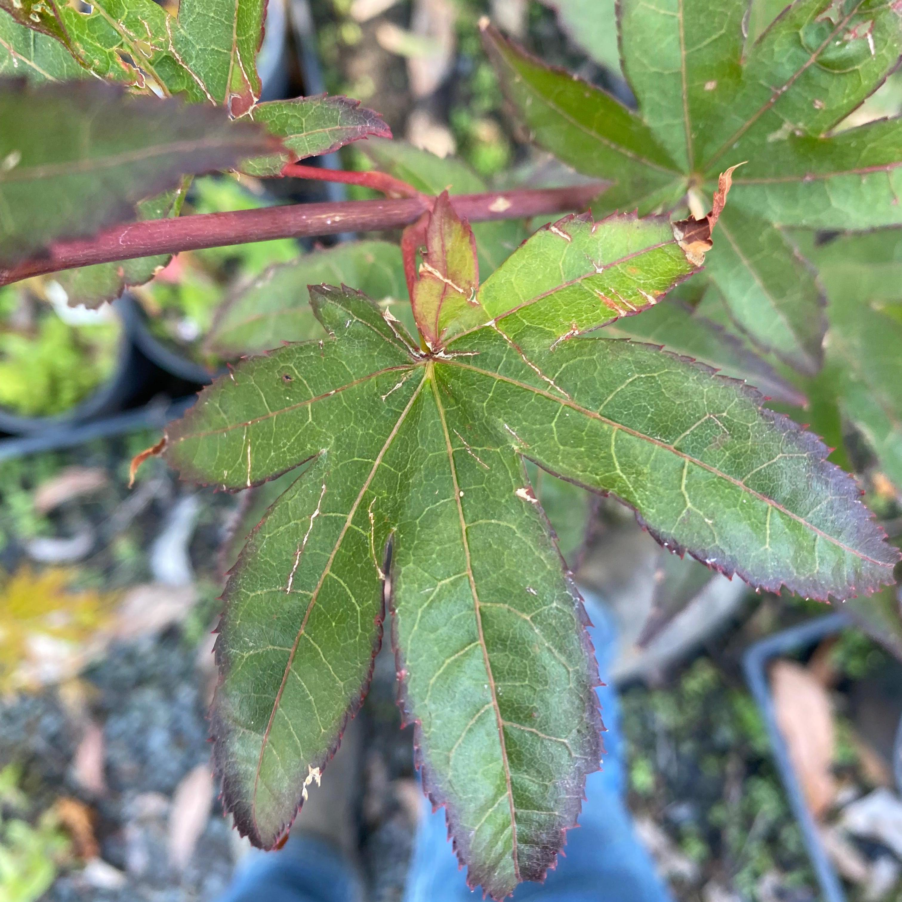 Acer palmatum 'Emerald Sunset'