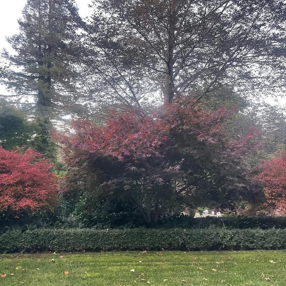 Prunus incisa Kojo-No-Mai (Fuji Cherry)