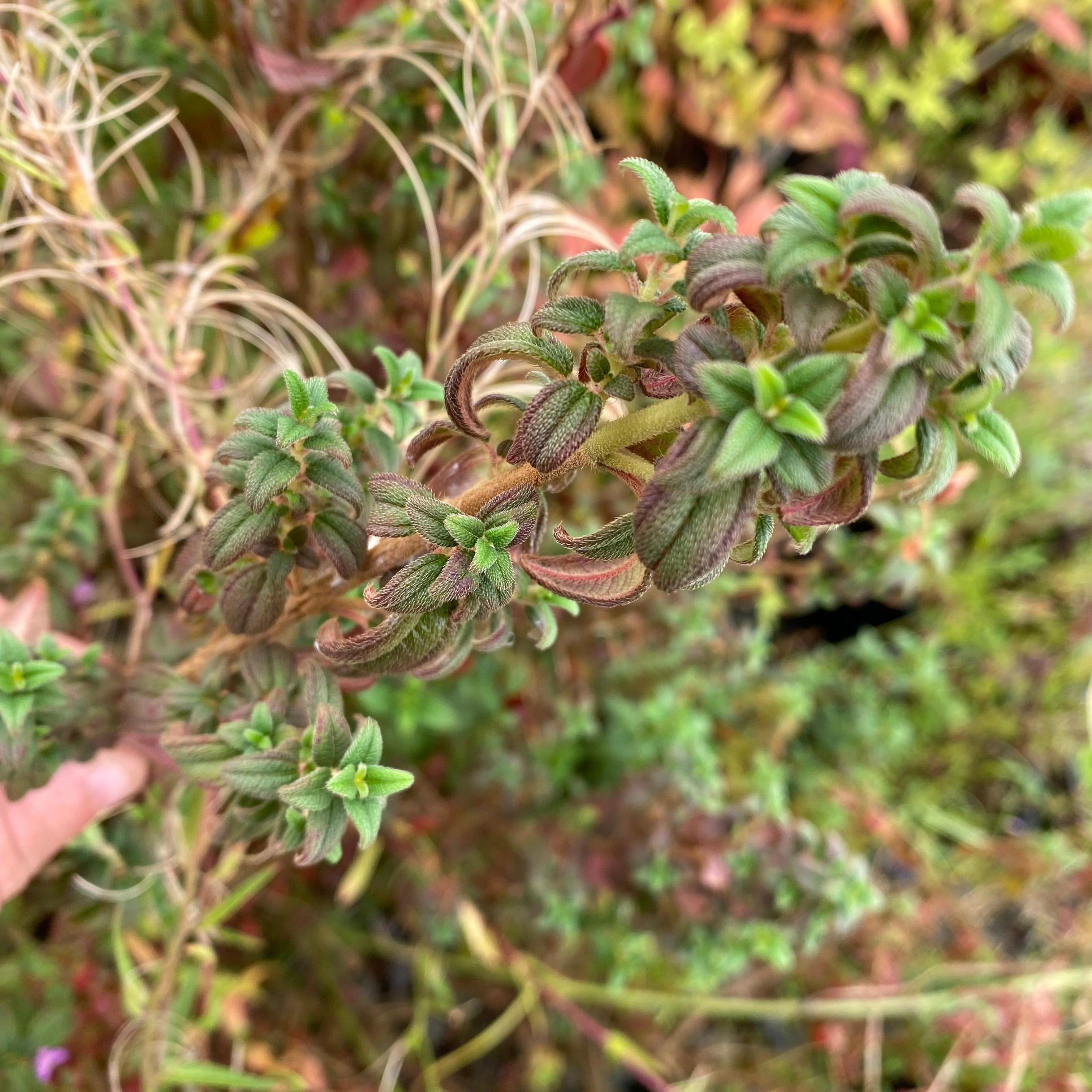 Brachyotum strigosum