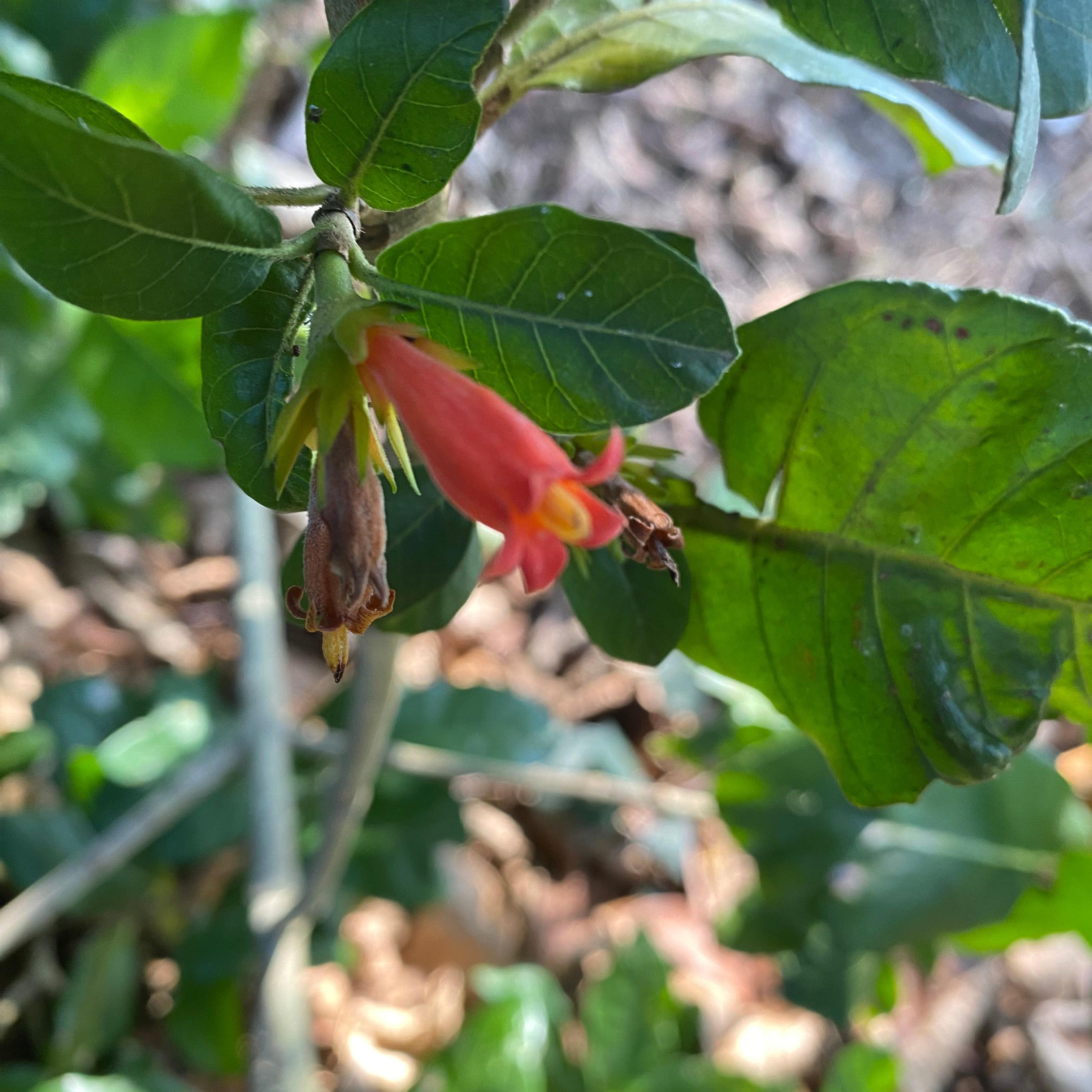 Burchellia bubalina-5