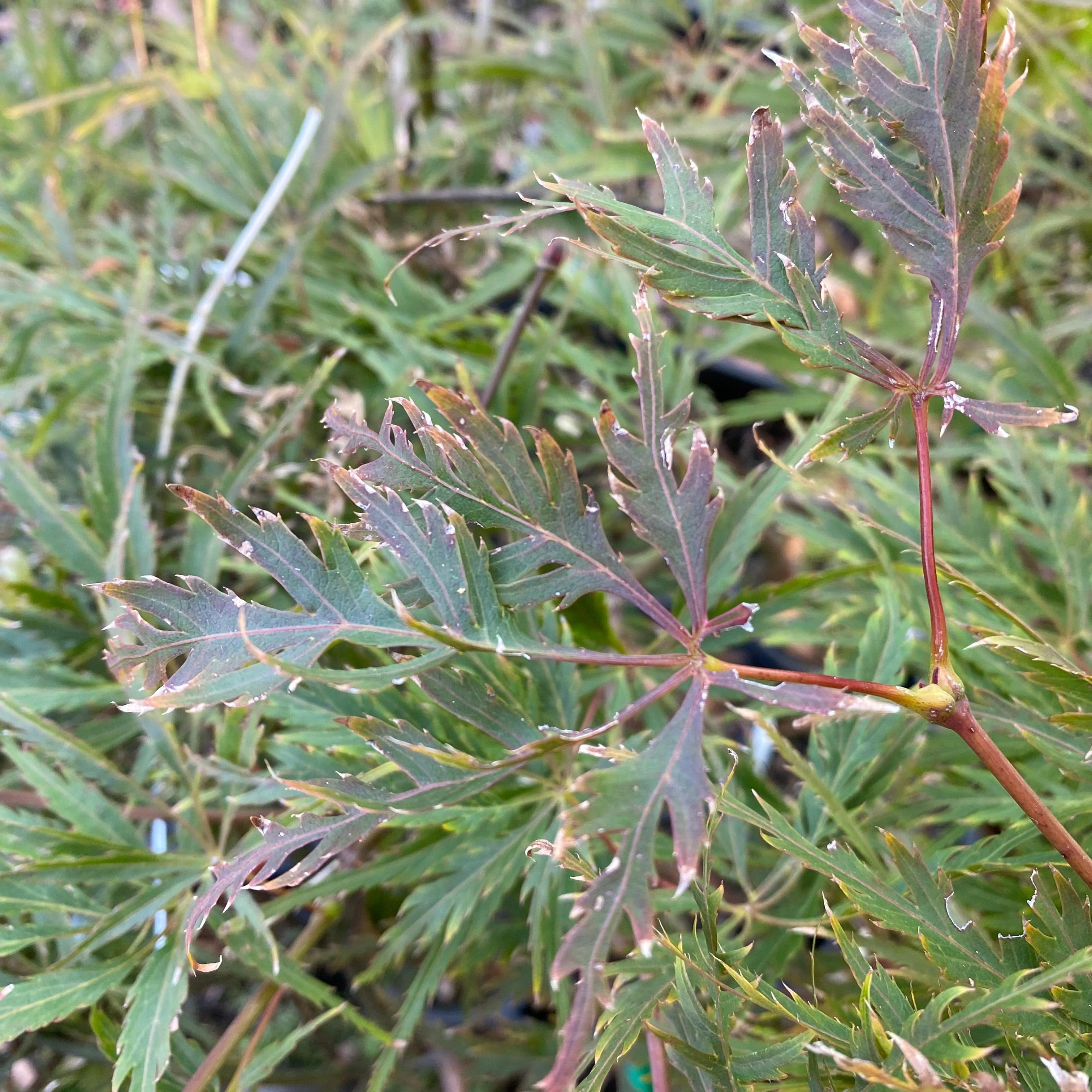 Acer palmatum dissectum Berrima Bridge