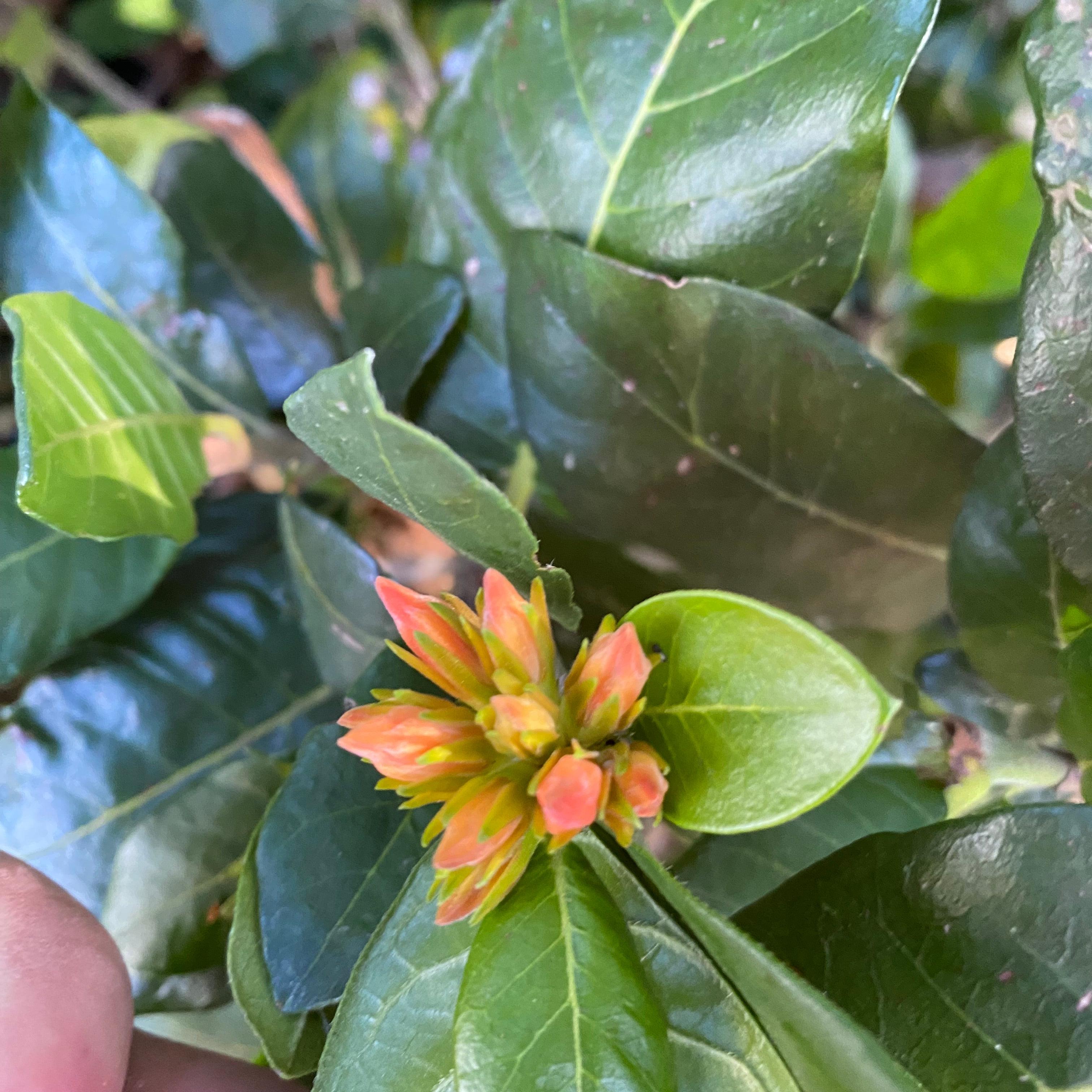 Burchellia bubalina-1