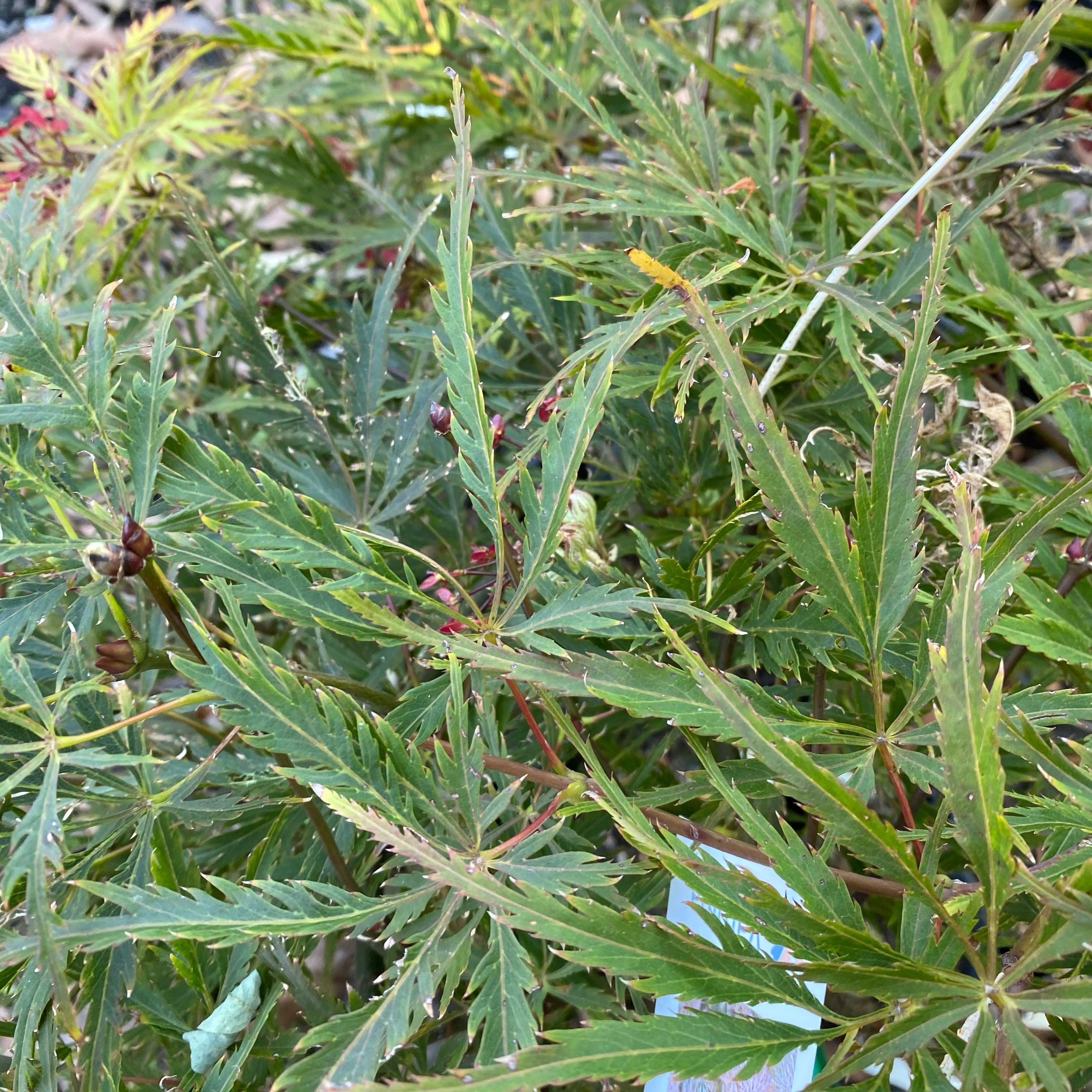 Acer palmatum dissectum Berrima Bridge