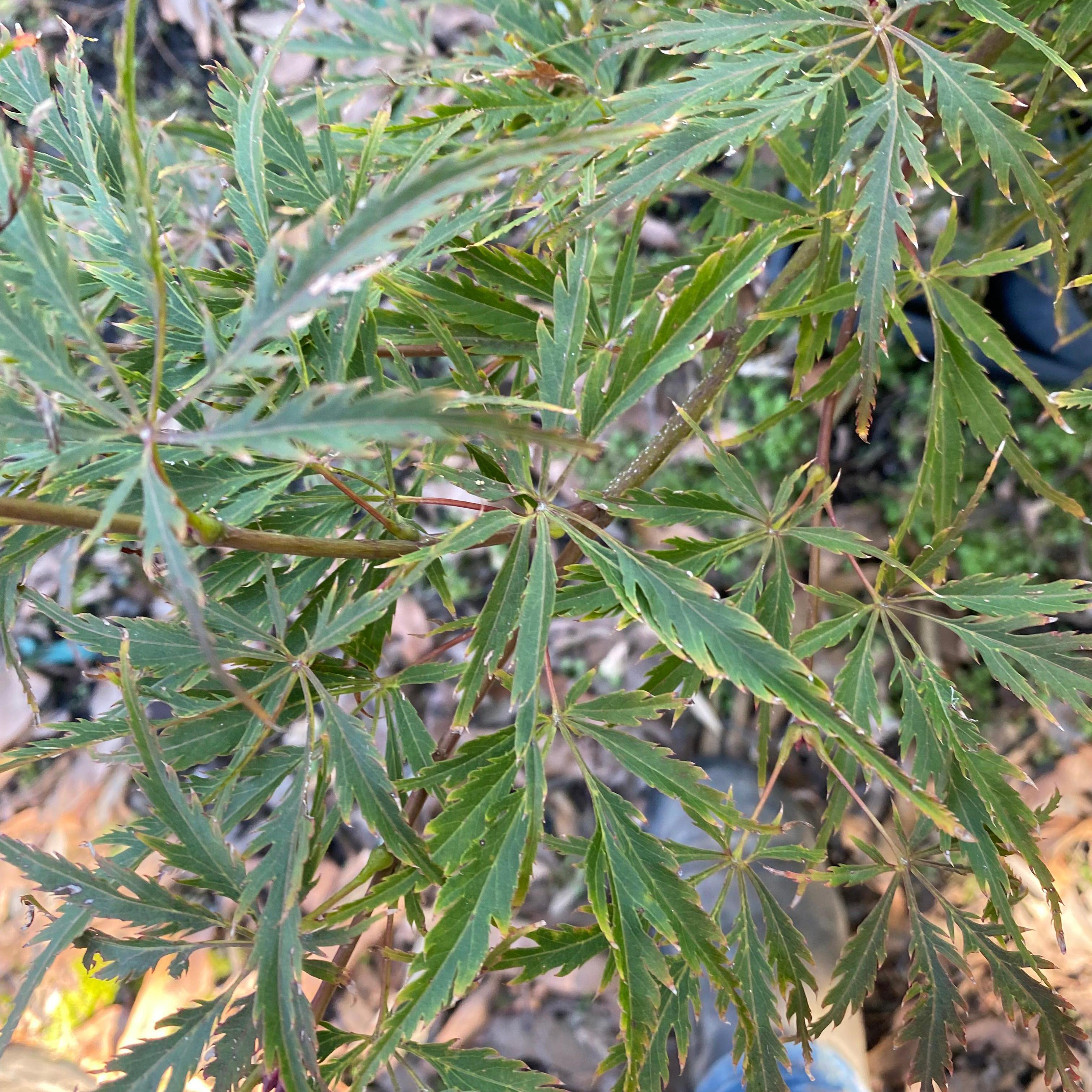 Acer palmatum dissectum Berrima Bridge
