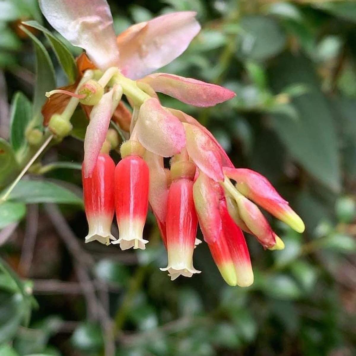 Cavendishia acuminata