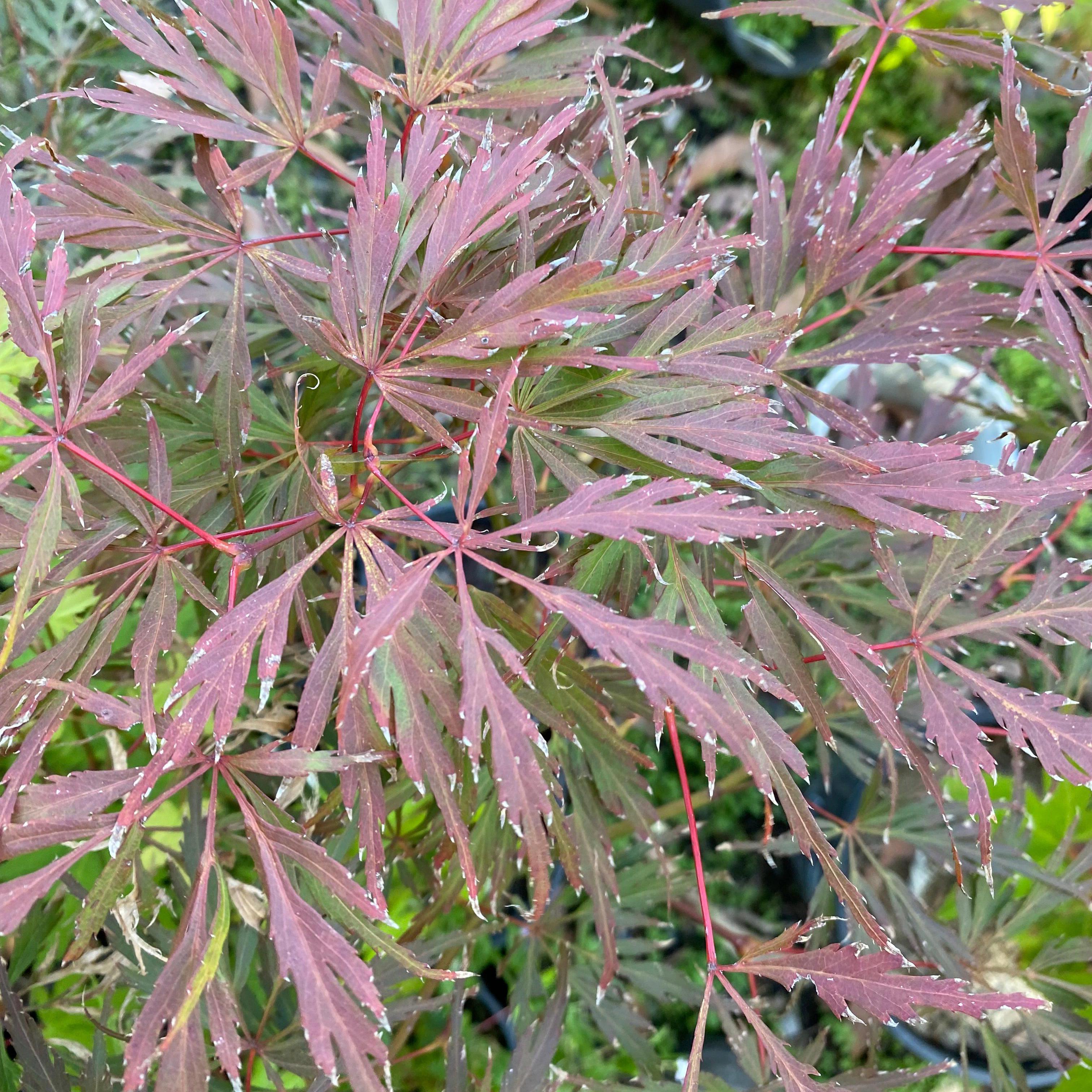 Acer palmatum dissectum Lionheart