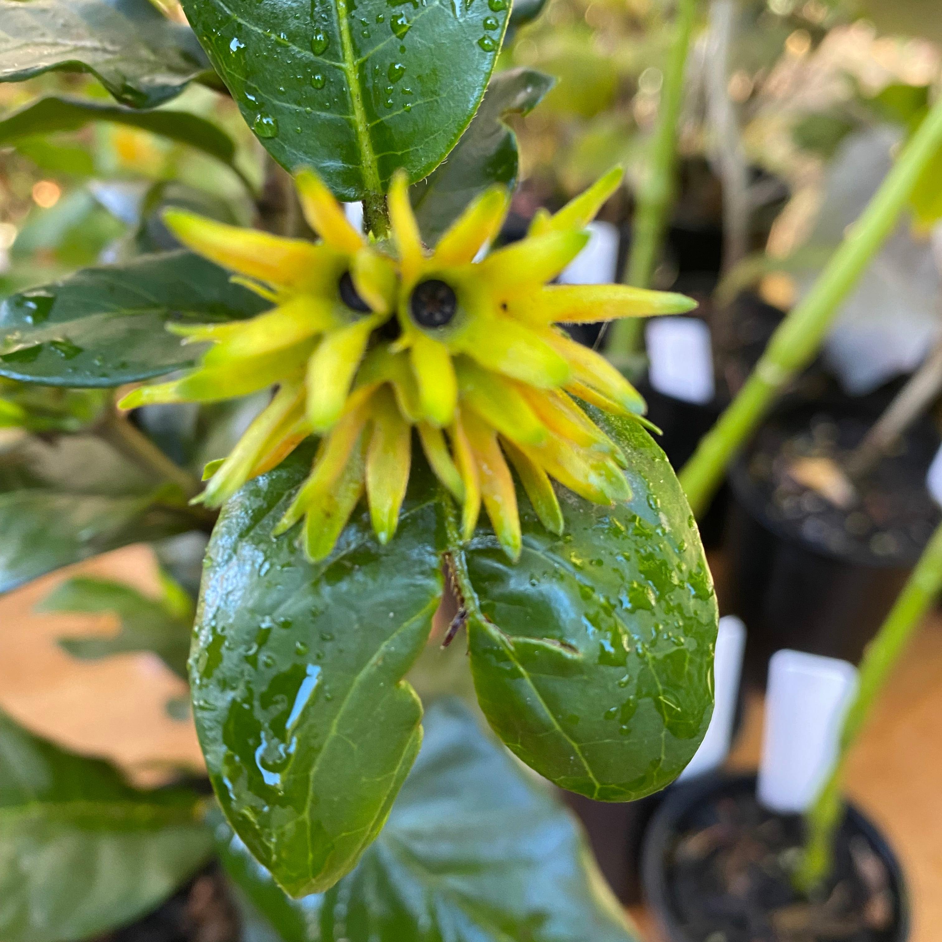 Burchellia bubalina-7