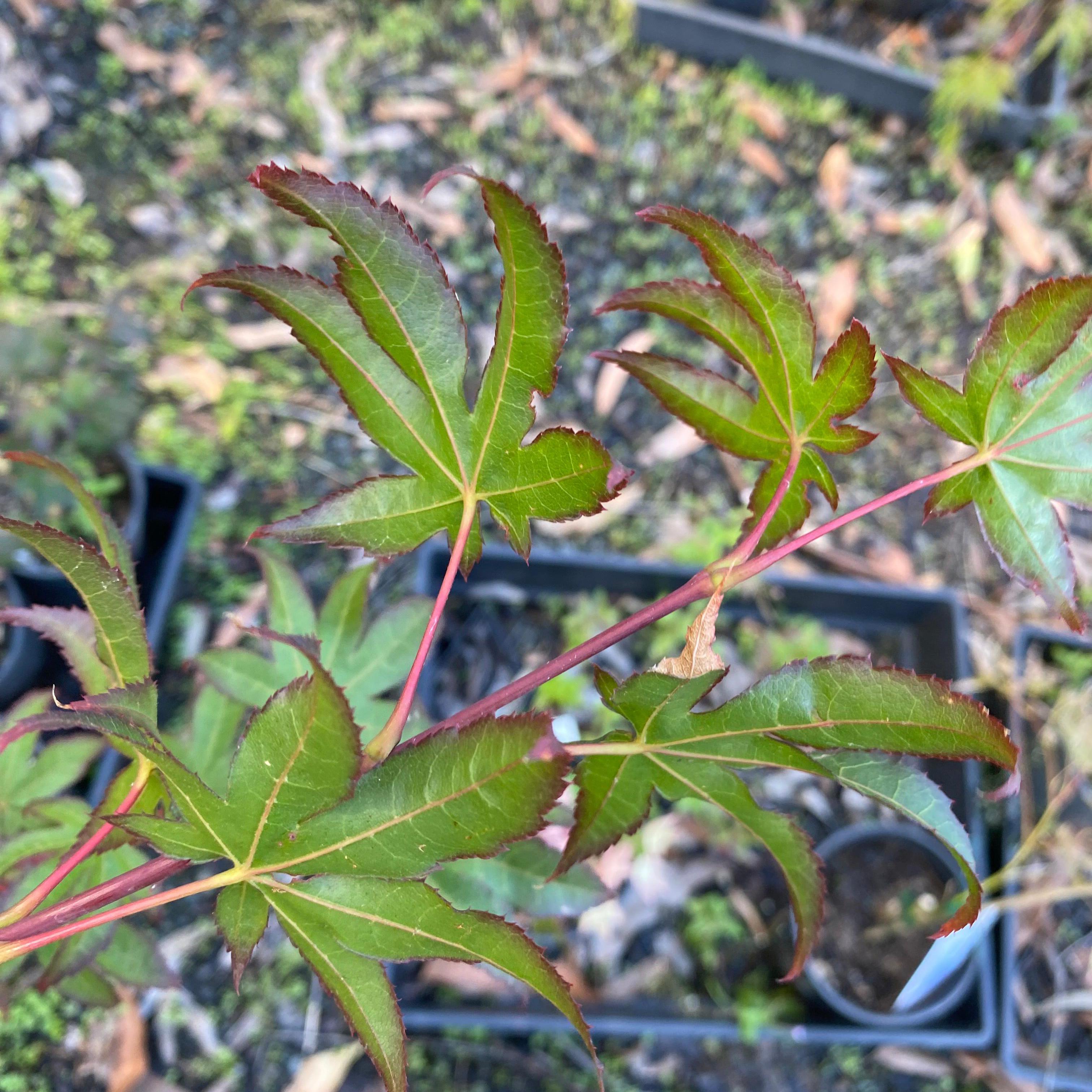 Acer palmatum 'Emerald Sunset'