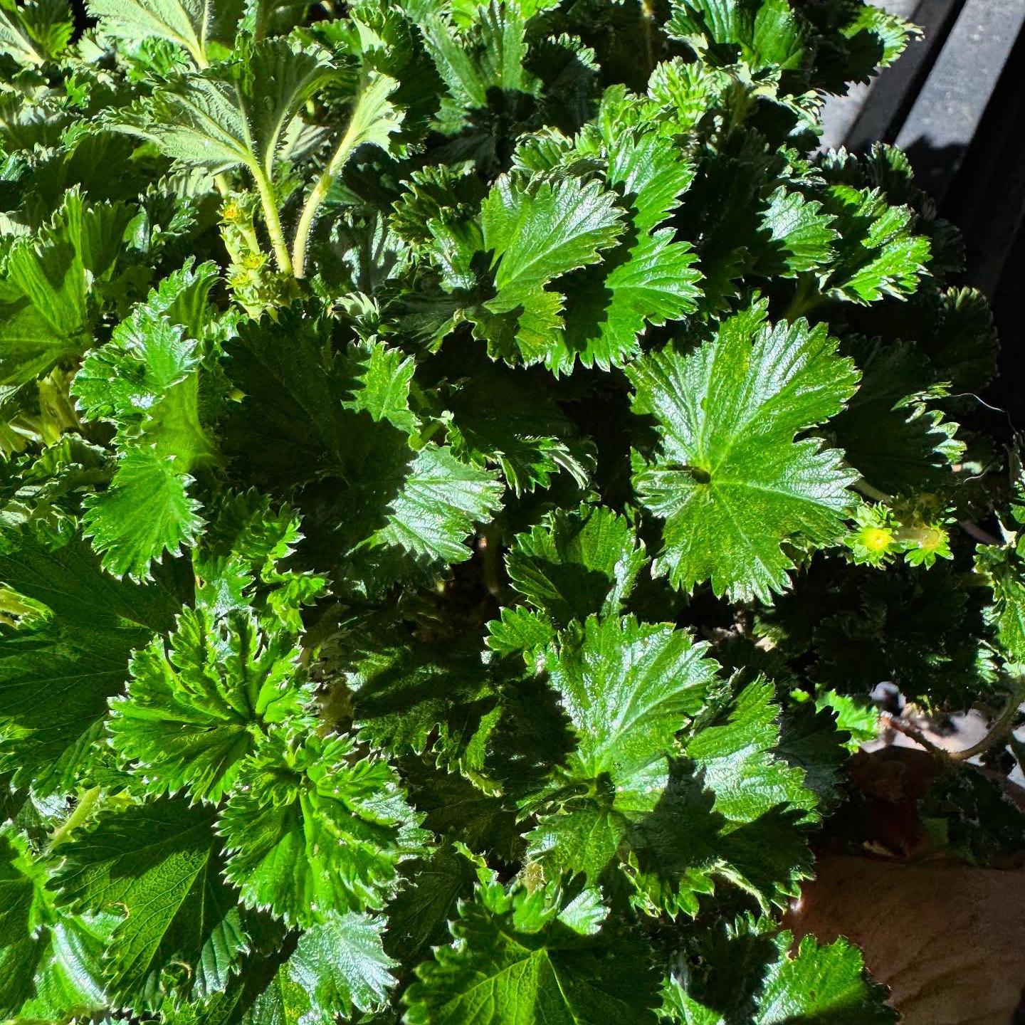 Gunnera magellanica 2