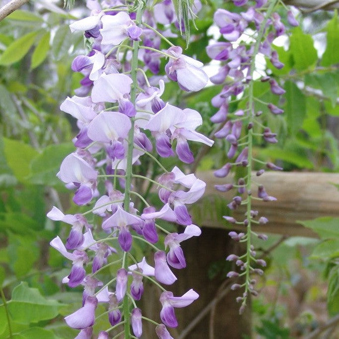 wisteria floribunda domino Wisteria floribunda Domino