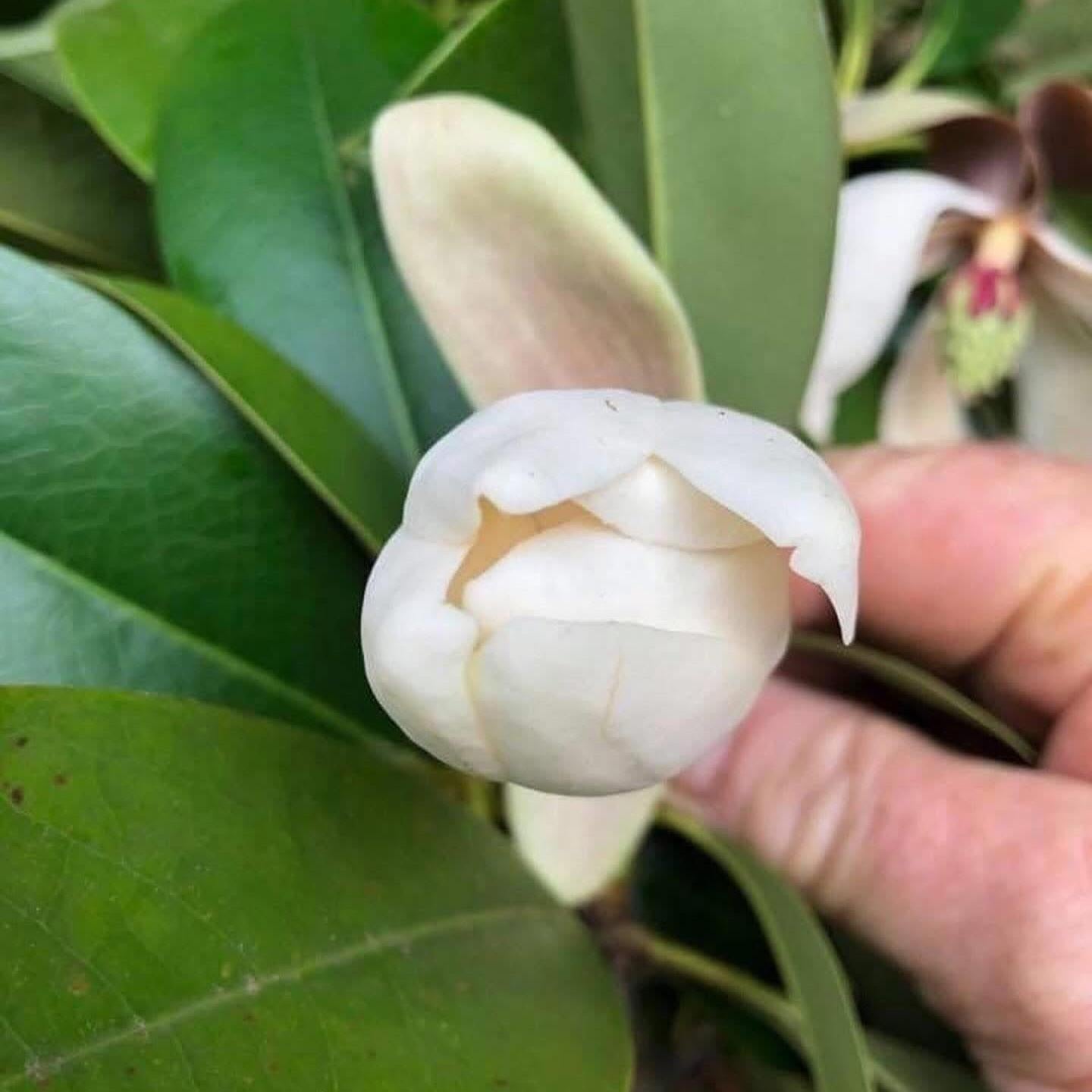 Magnolia conifera var. chingii