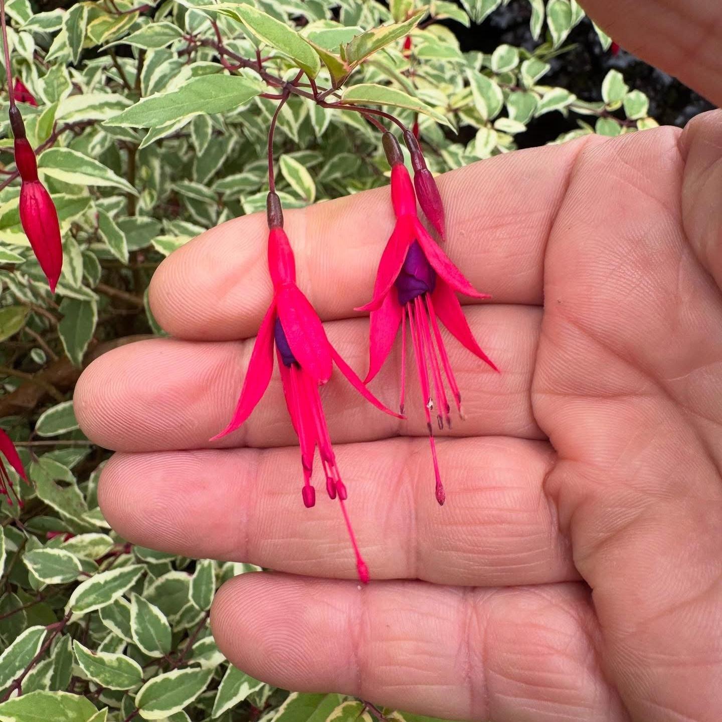 Fuchsia magellanica ‘Variegata’