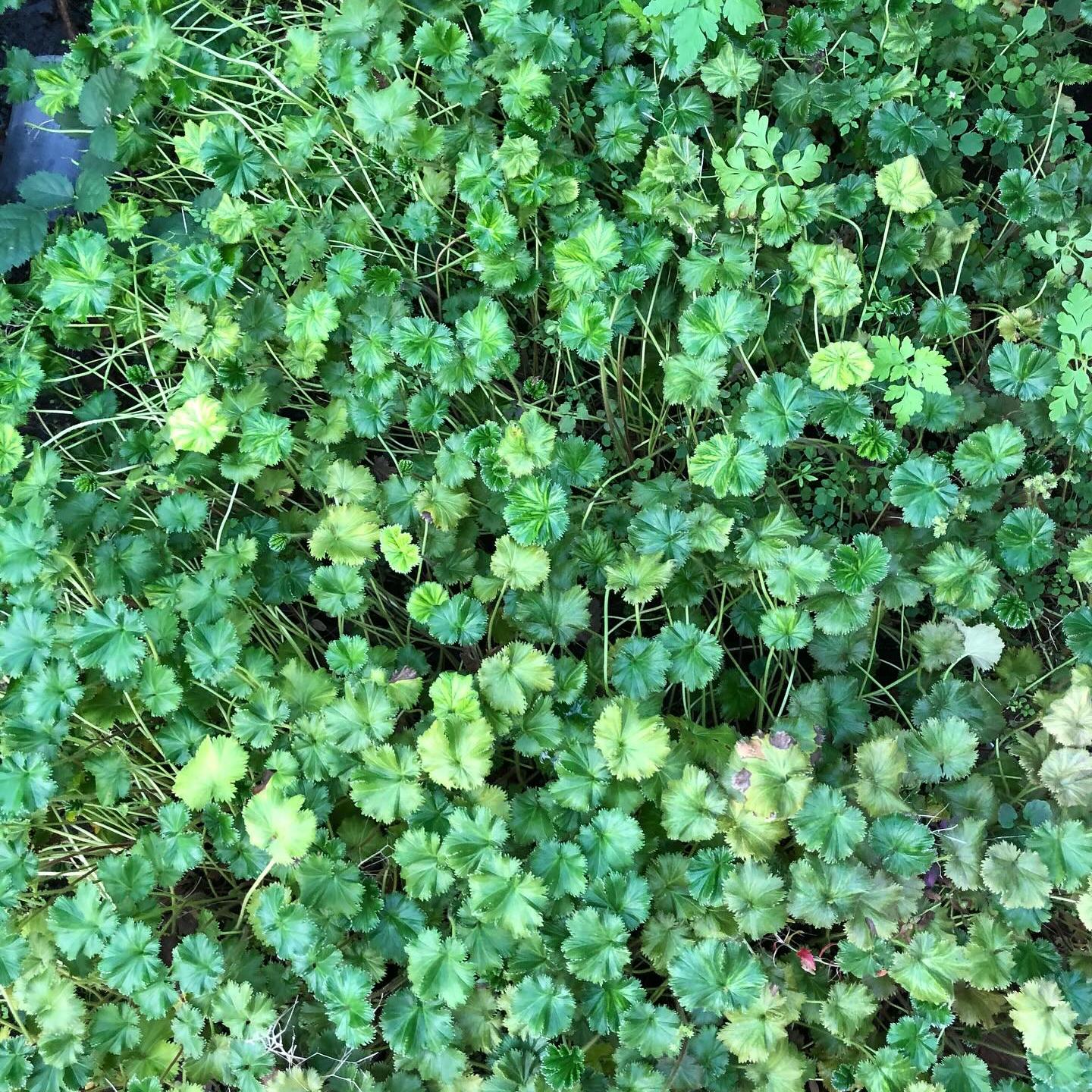 Gunnera magellanica 3