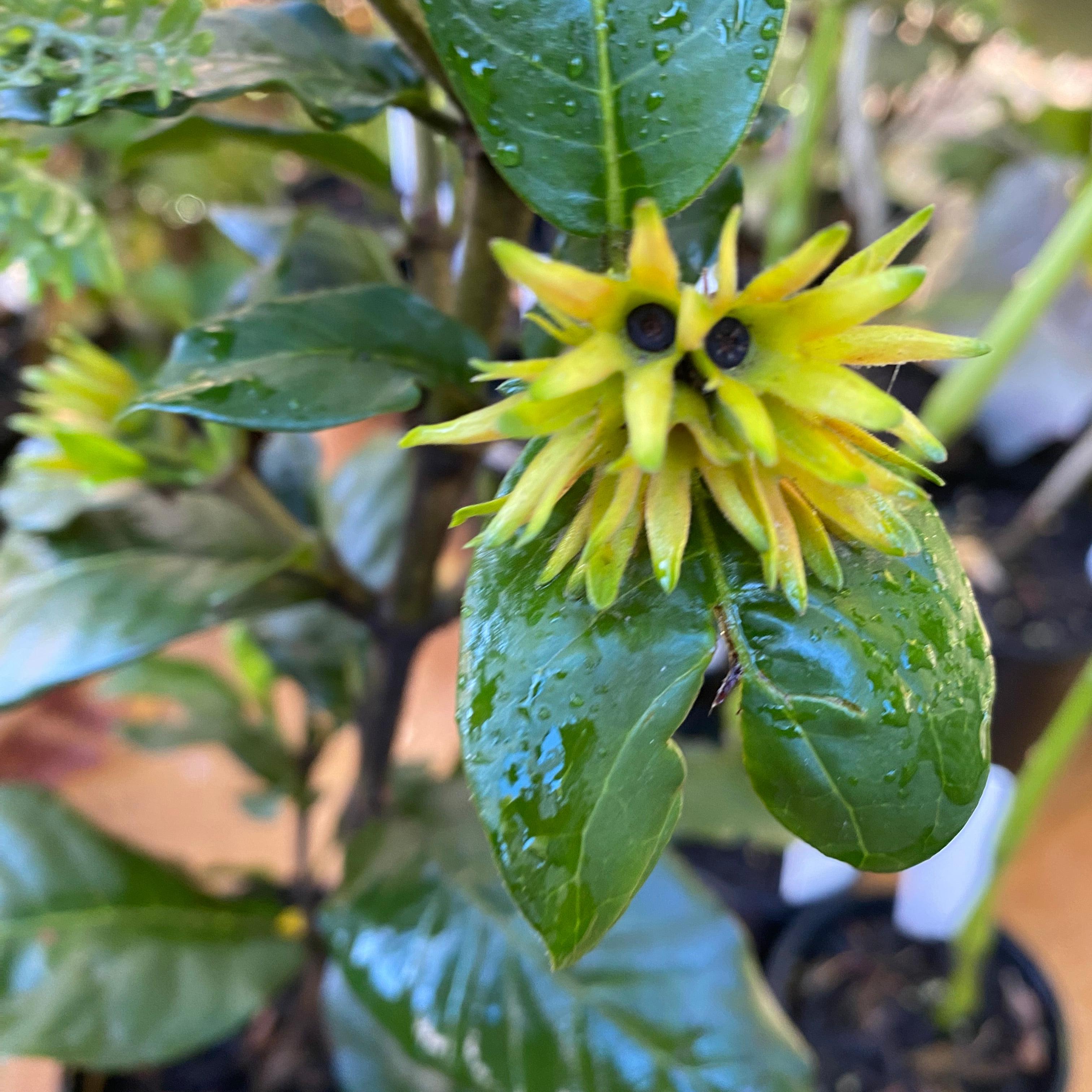 Burchellia bubalina-6