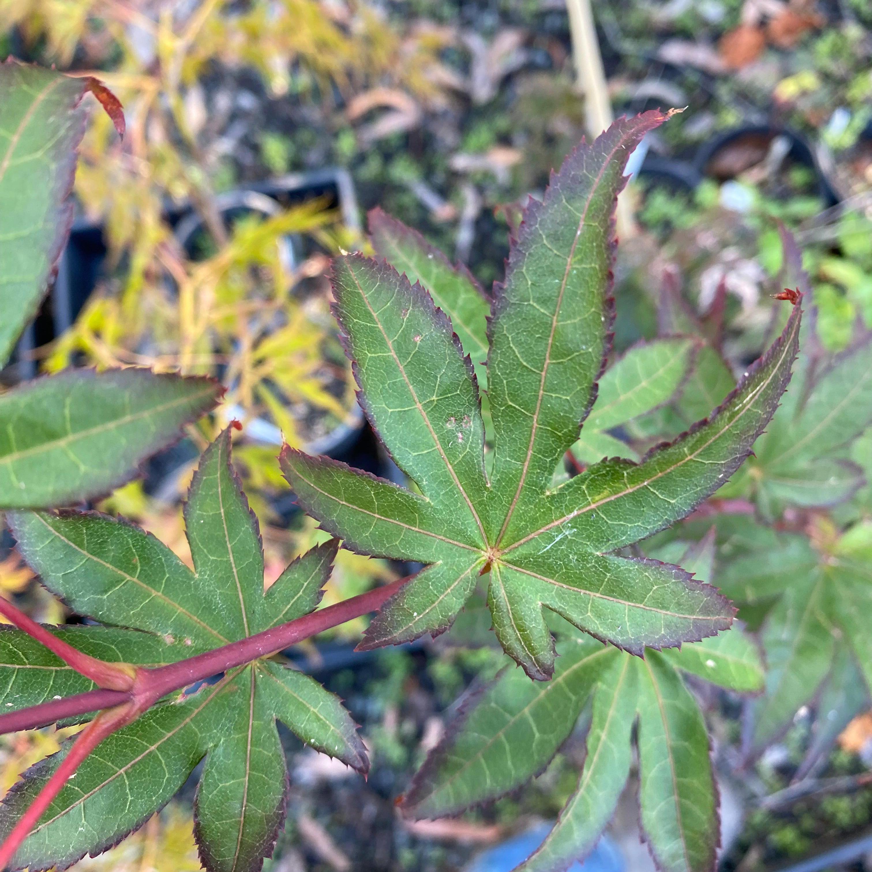 Acer palmatum 'Emerald Sunset'
