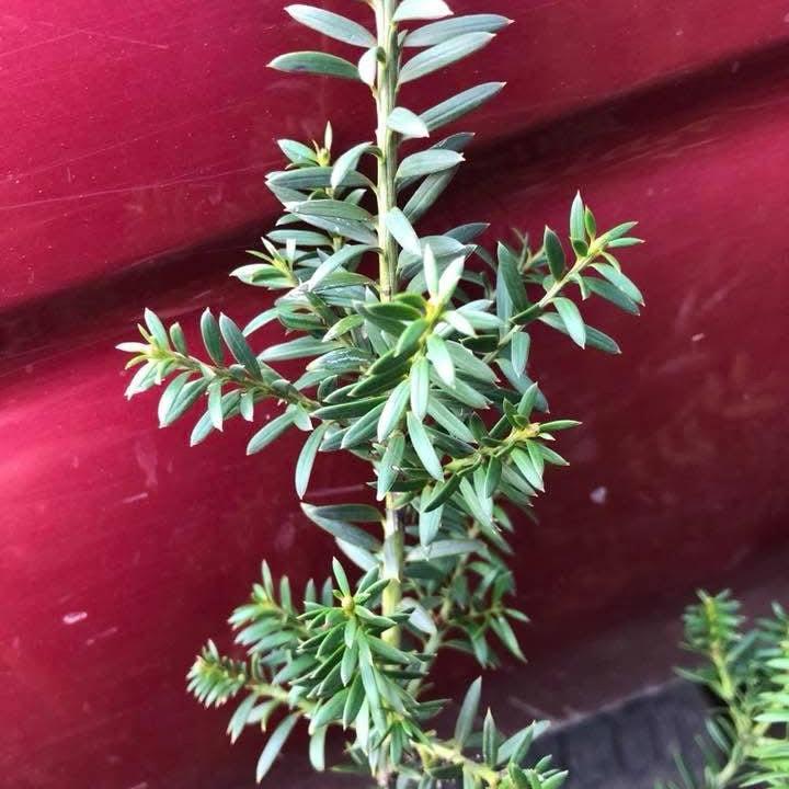 Podocarpus totara