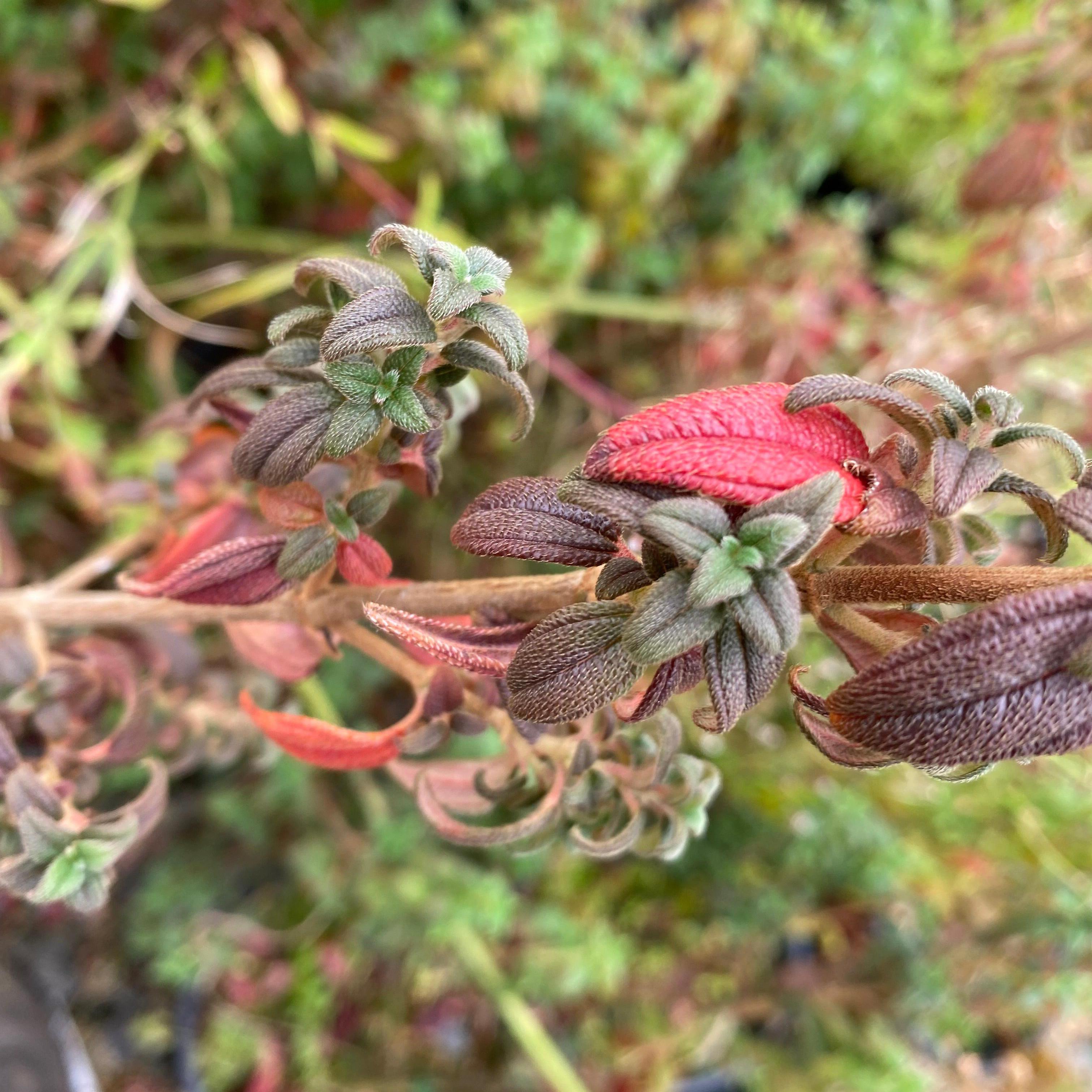 Brachyotum strigosum