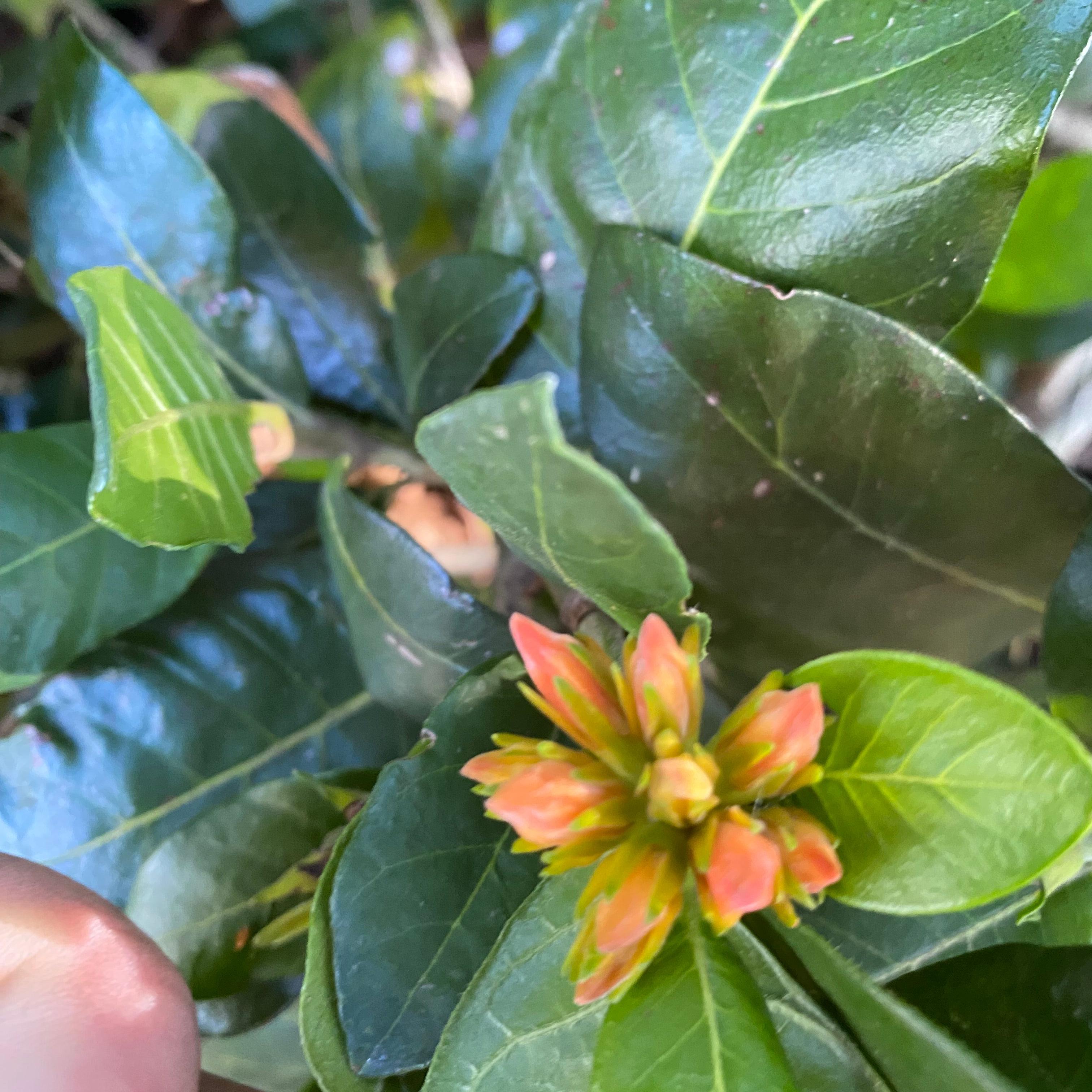 Burchellia bubalina-3