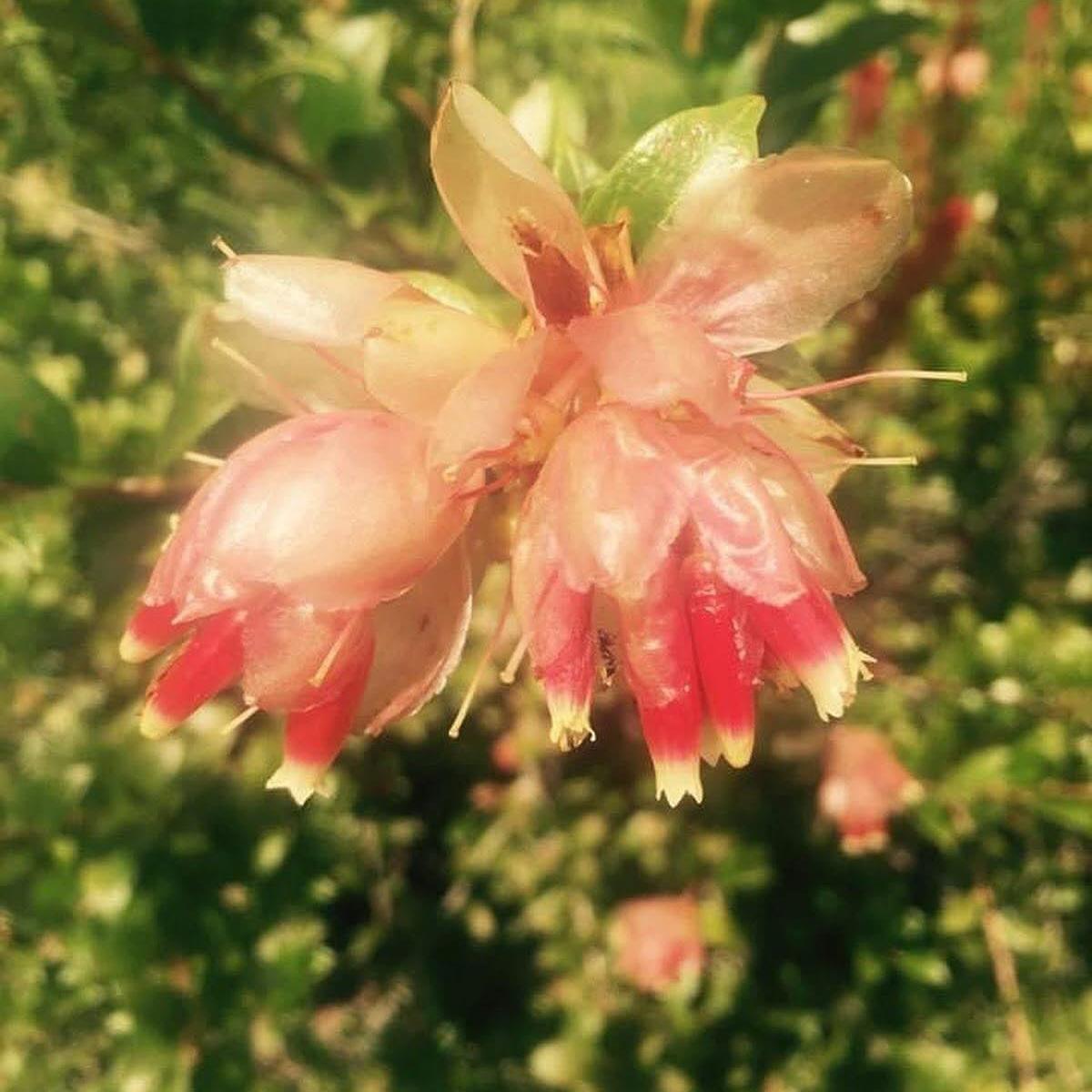 Cavendishia acuminata